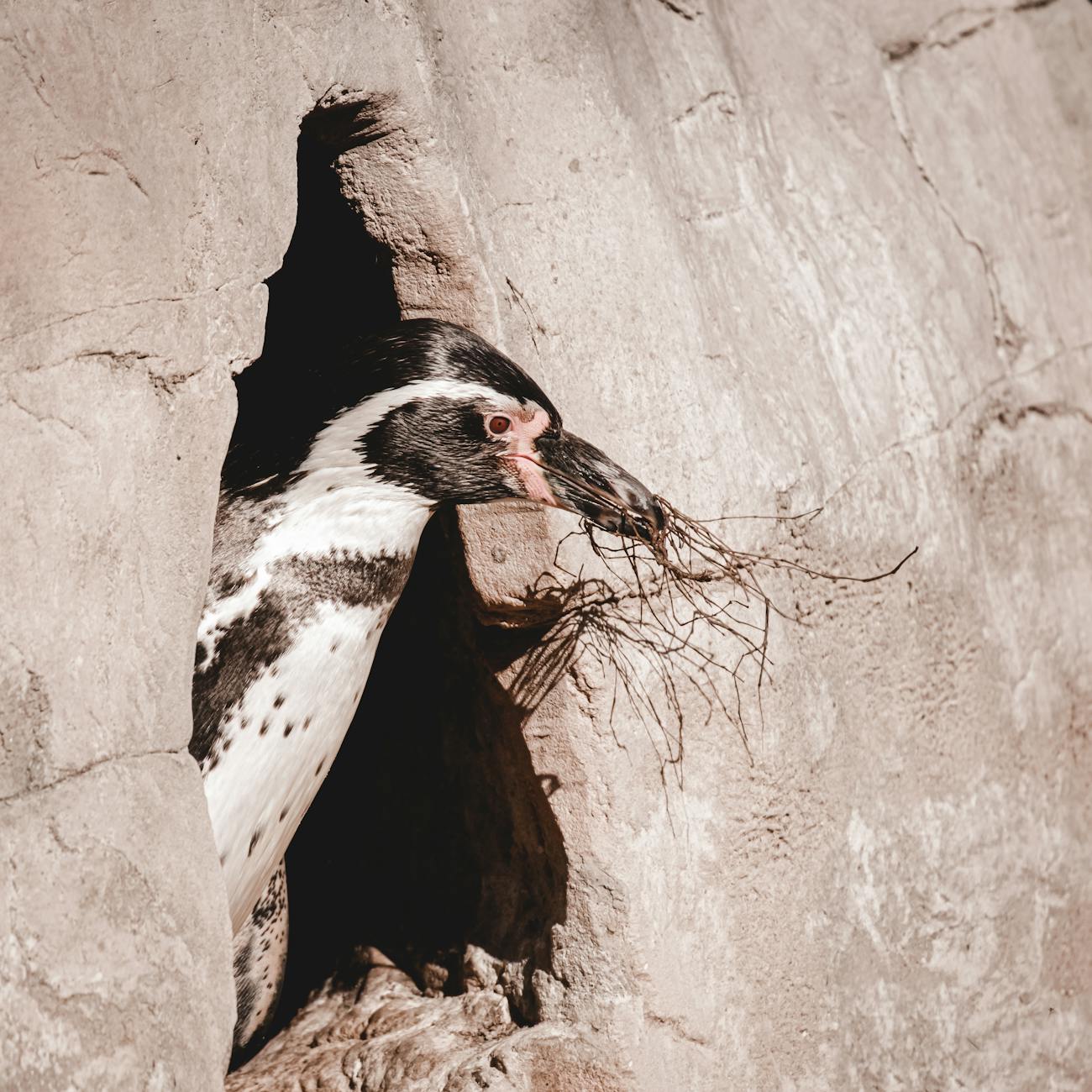 Penguin Enrichment and Habitat