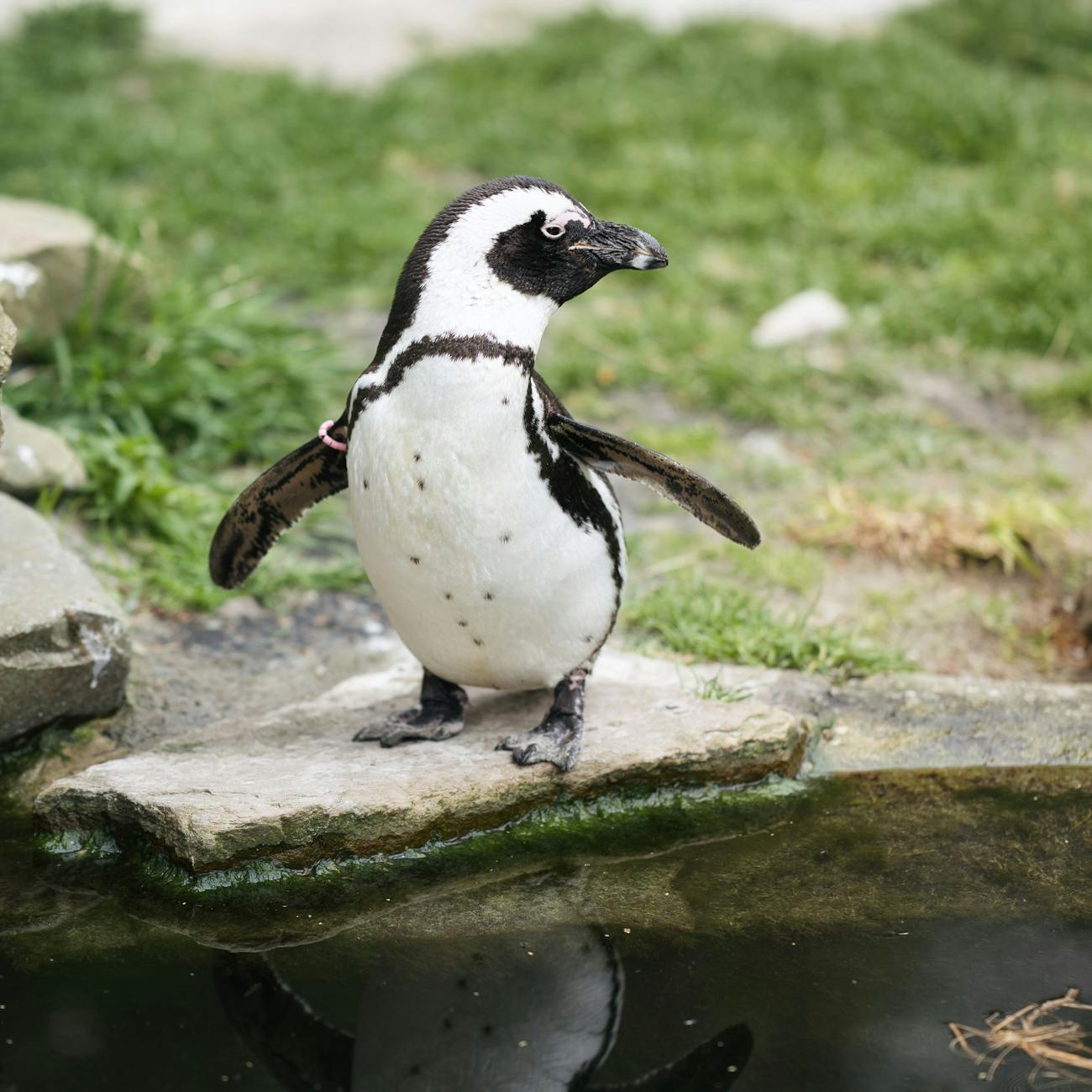 Penguin Care and Husbandry