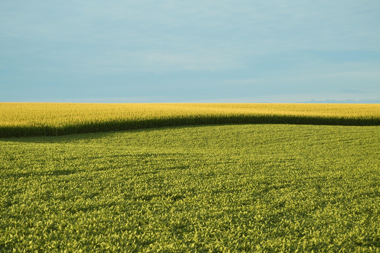 GMO Sampling and Analysis