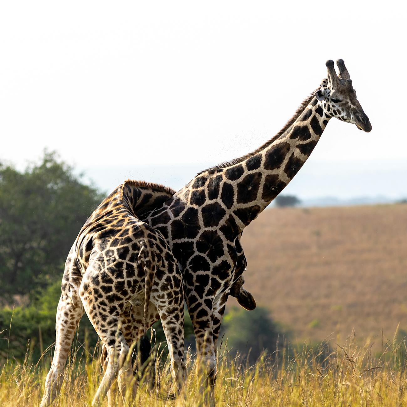 Sustainable Wildlife Tourism Practices