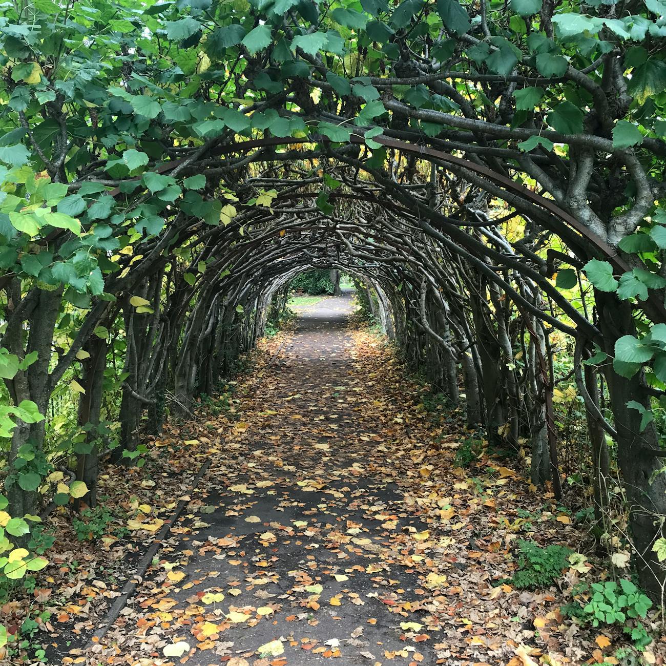 Assessment and Diagnosis in Dementia and Hypnotherapy Transformation