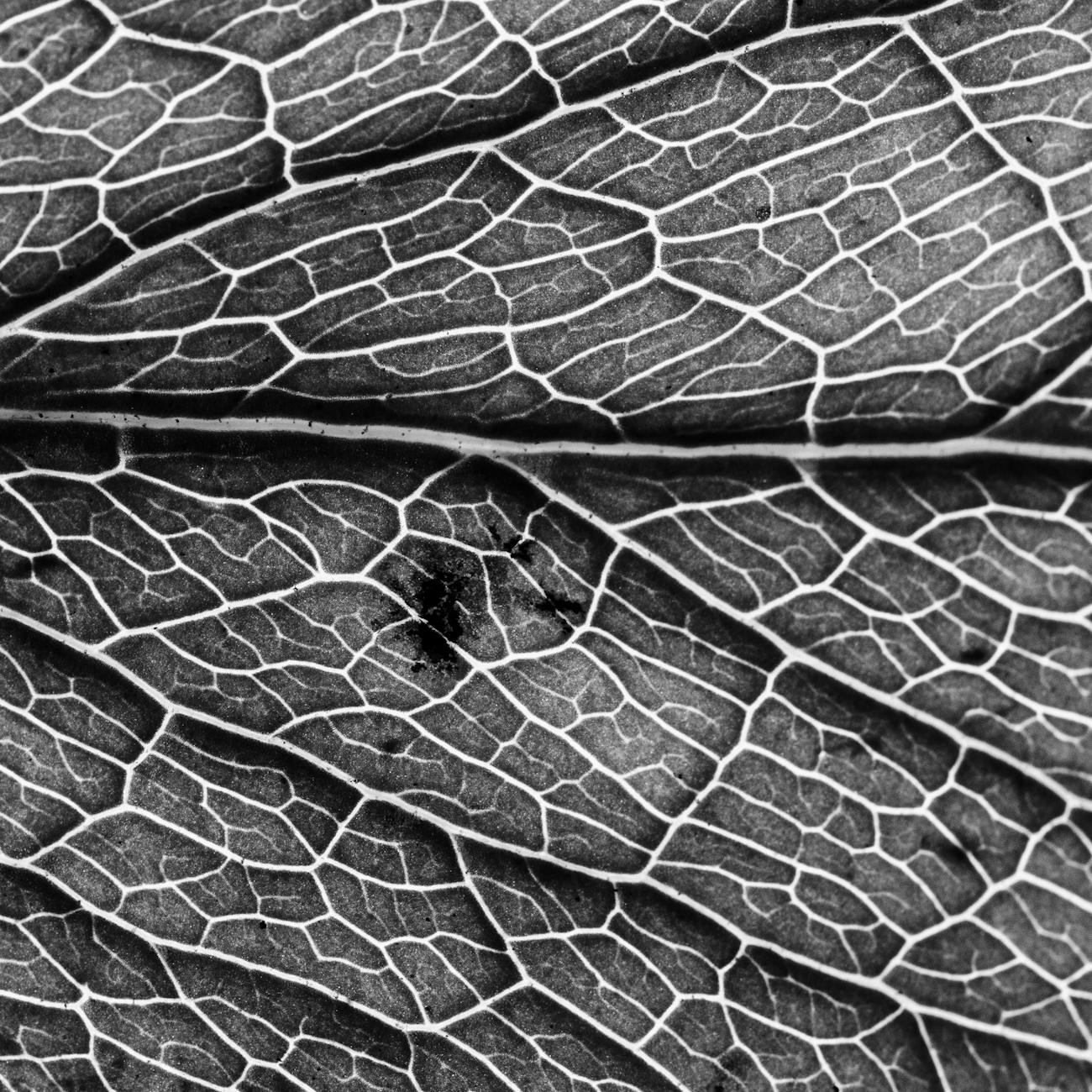 Microbiology and Pathology