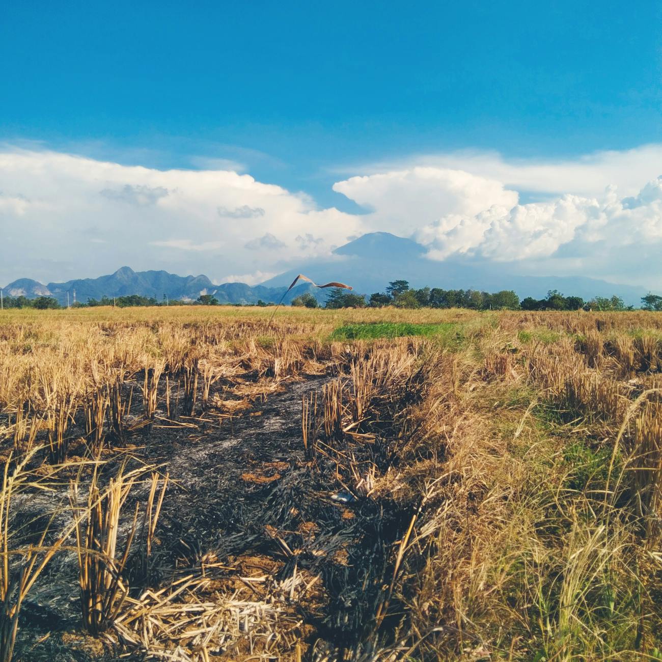 Climate Change and Adaptation