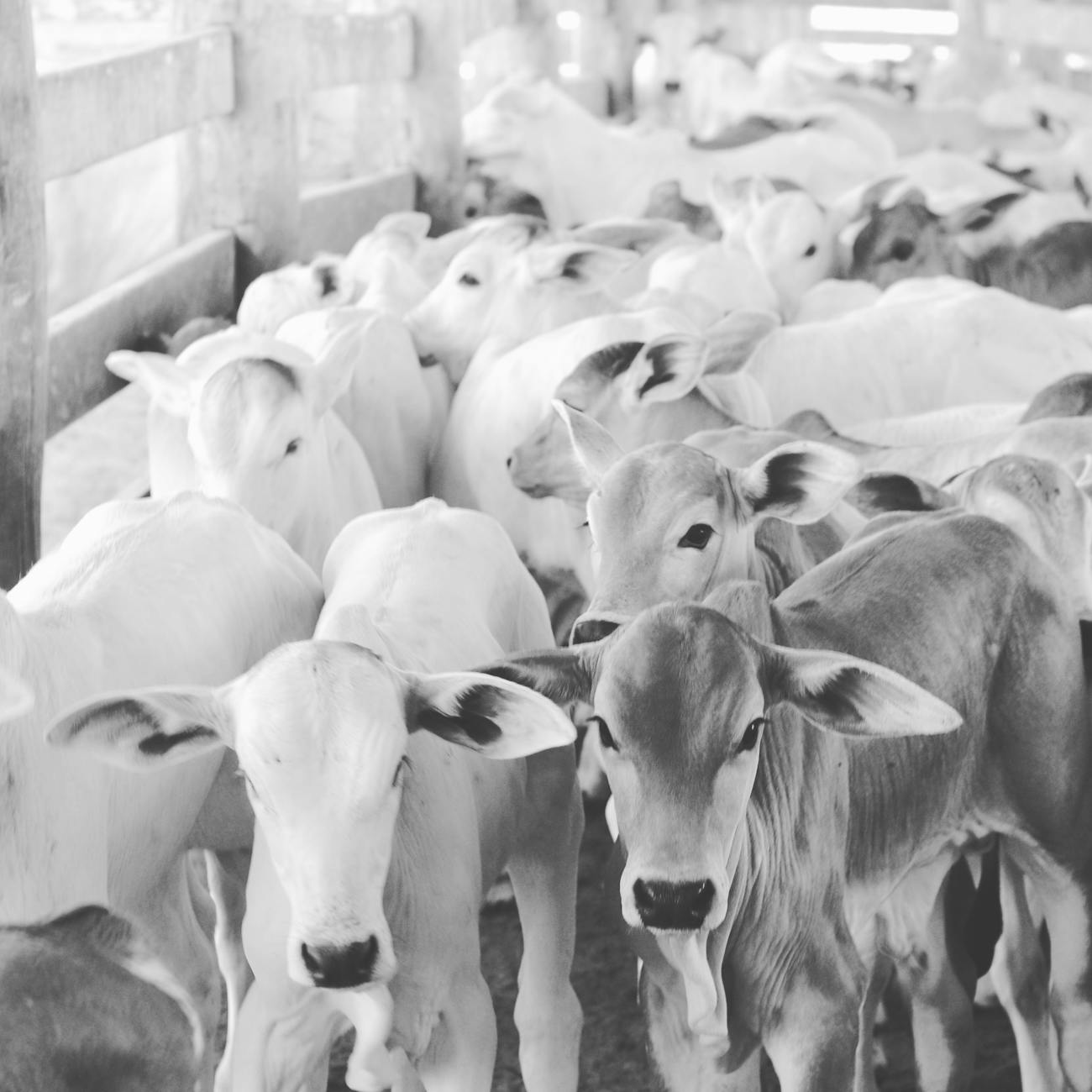 Ethical Issues in Genomic Breeding