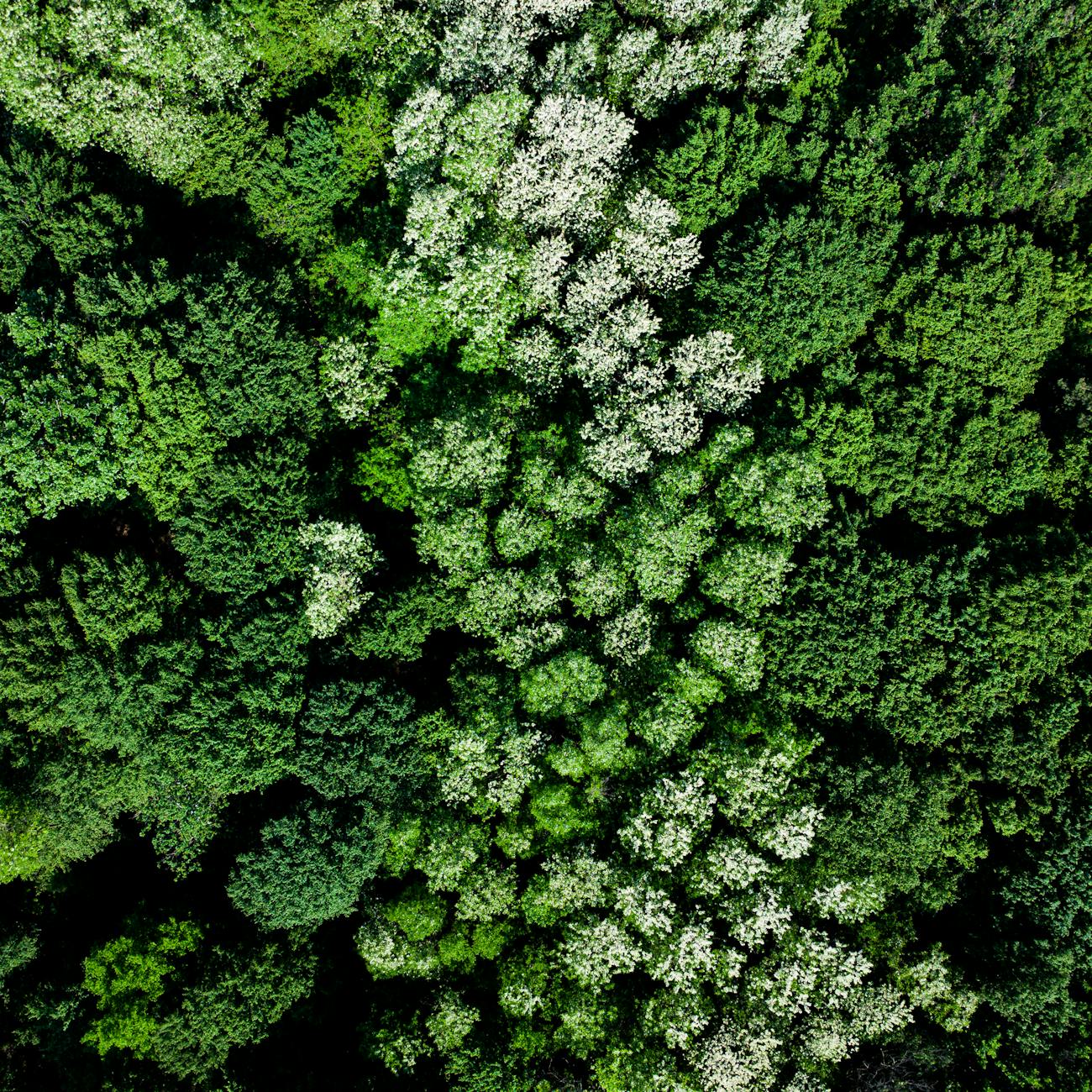 Circular Economy in Packaging