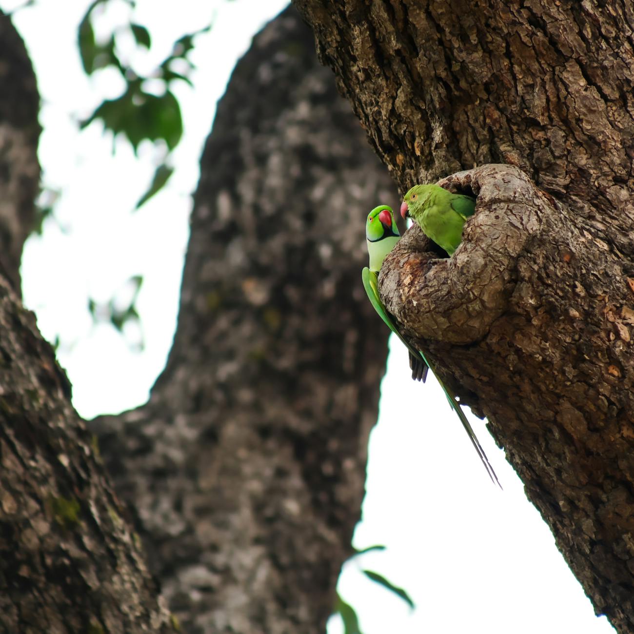 Mate Selection and Reproductive Strategies