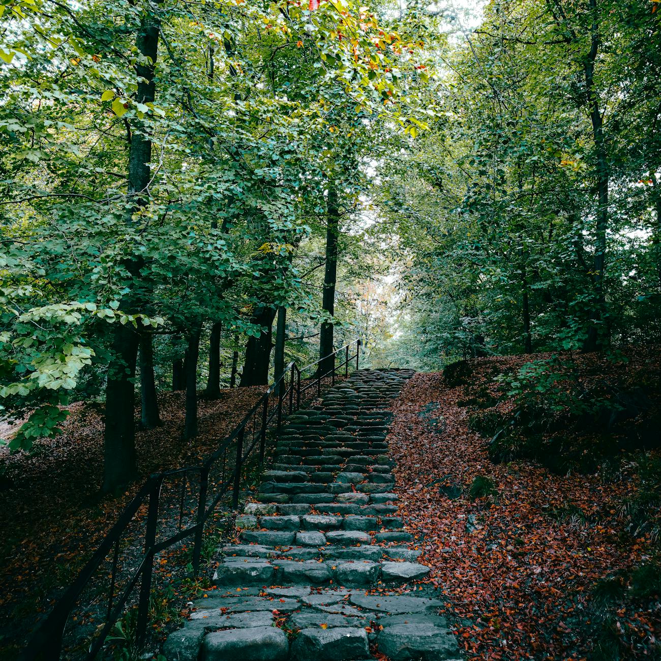 Ecotherapy Approaches
