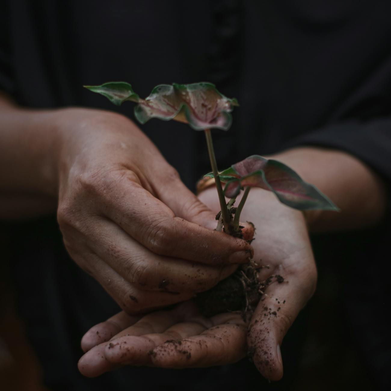 Medicinal Plant Use