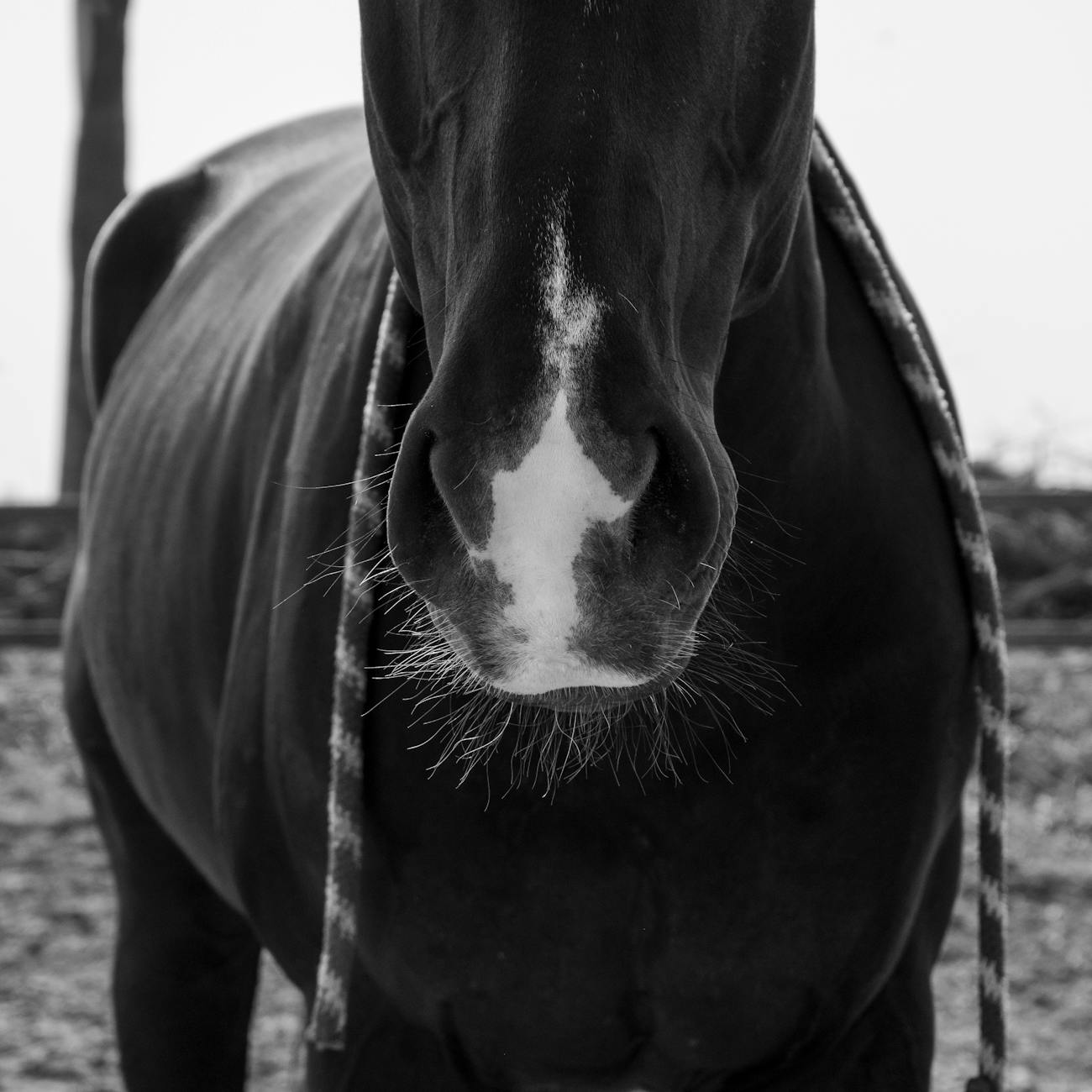 Equine Anatomy and Physiology