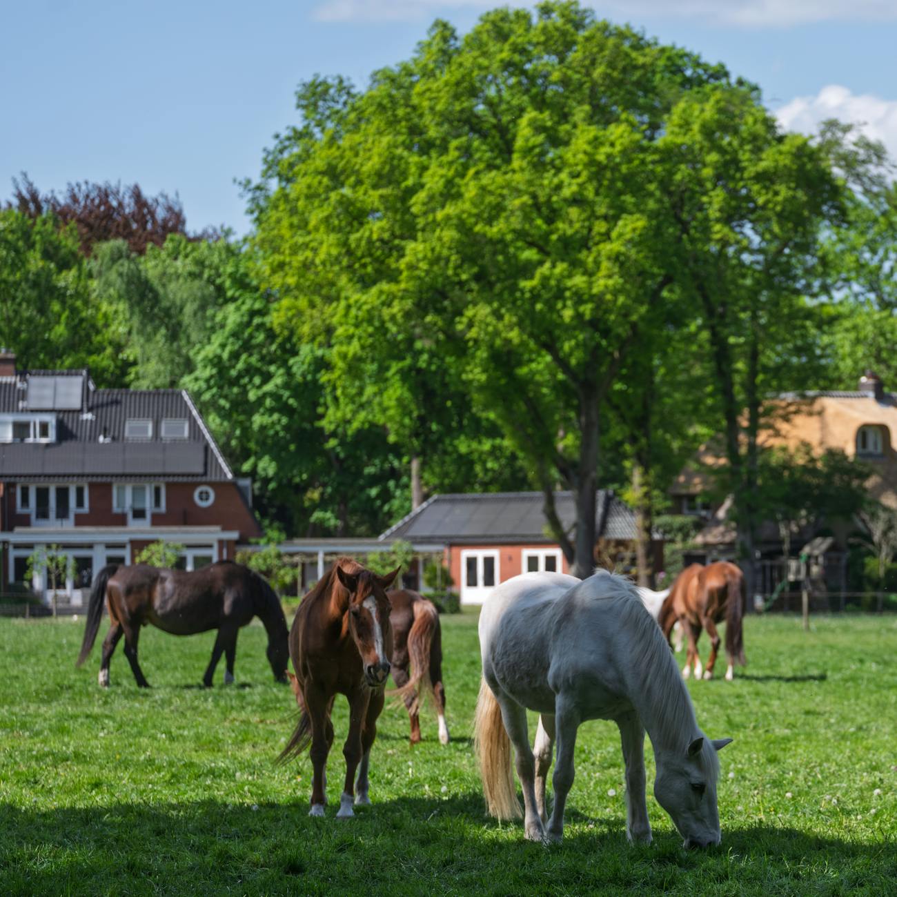 Equine Behavior and Communication