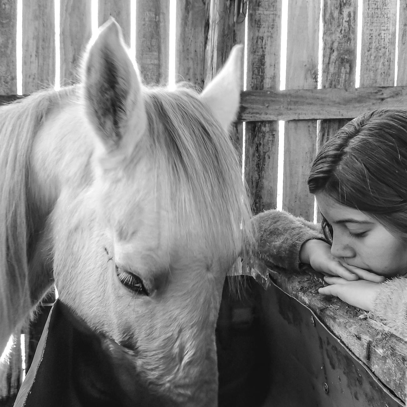 Equine Therapy Techniques