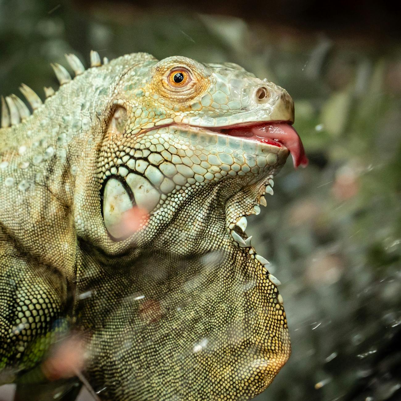 Zoonotic Diseases in Exotic Pet Handling
