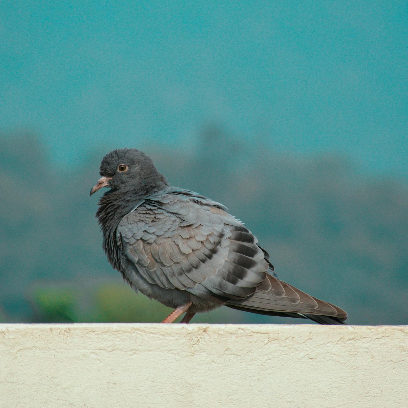 Pigeon Anatomy and Physiology