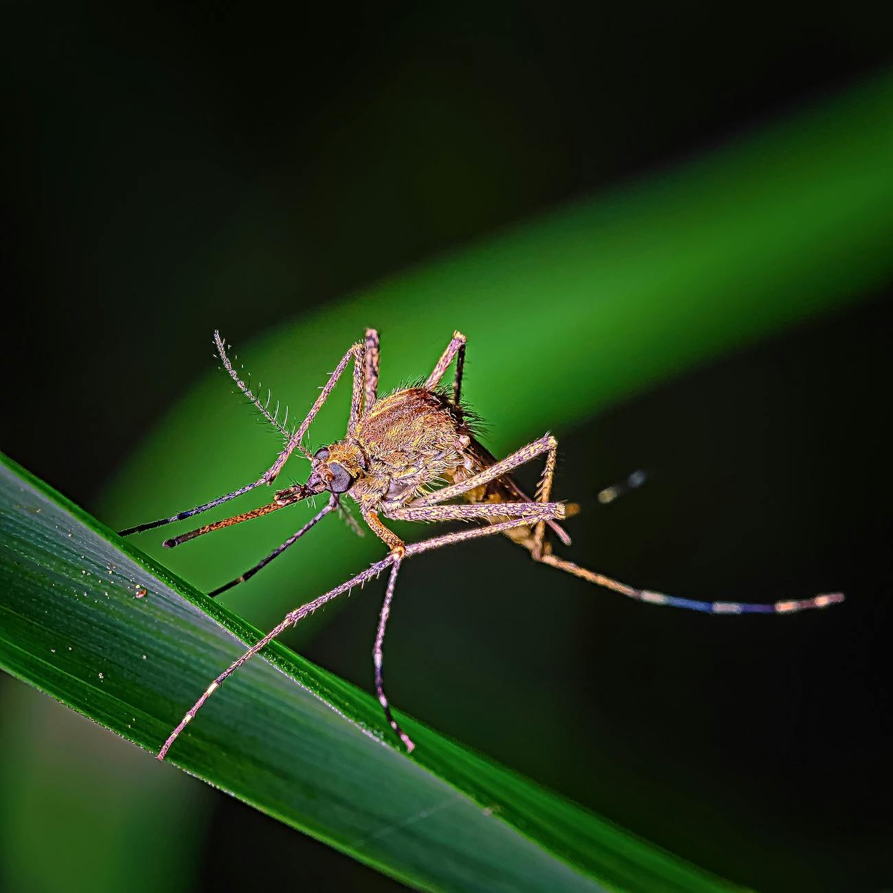 Disease Surveillance and Outbreak Response