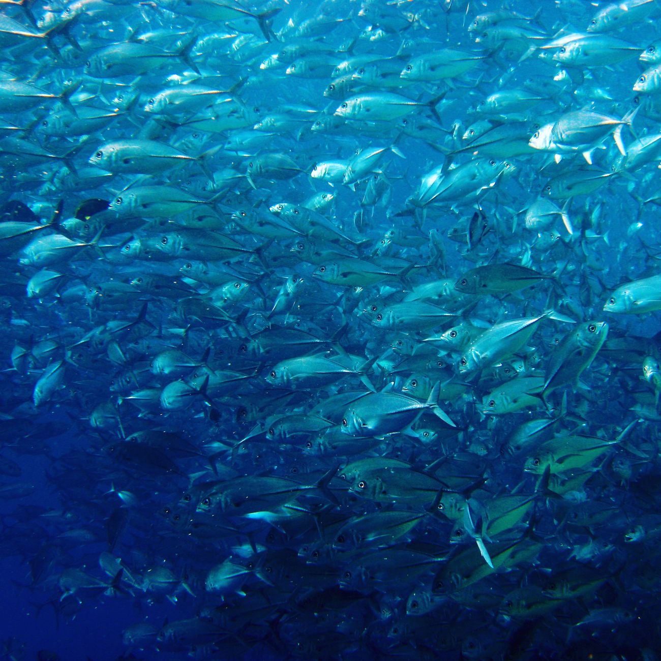 Sustainable Fisheries Management and Policy