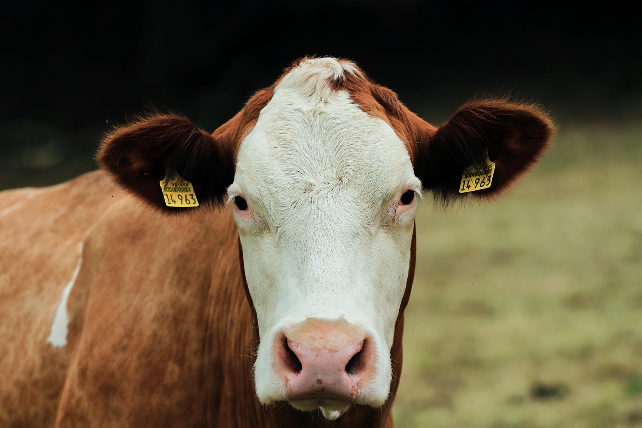 Sustainable Practices in Dairy Farming