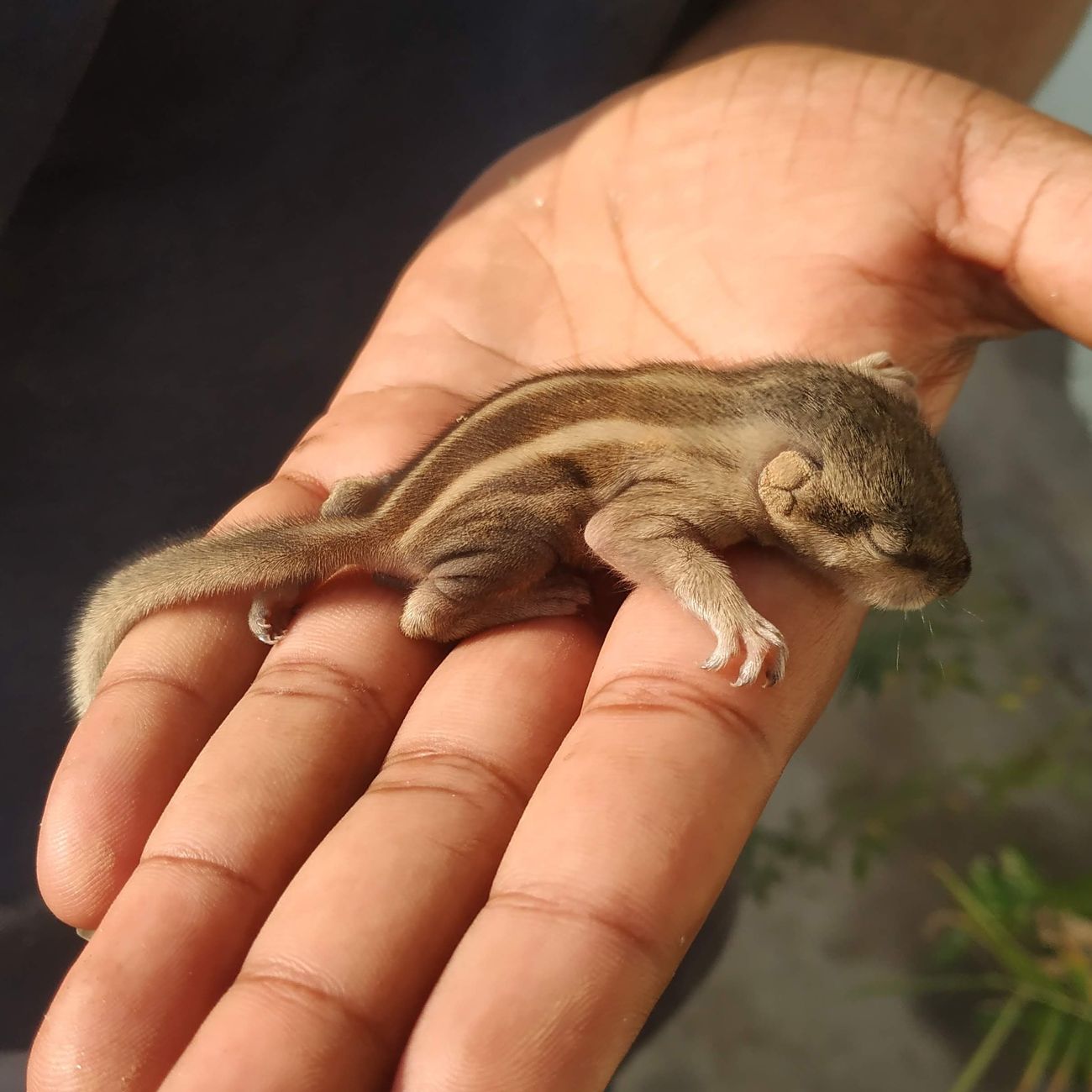 Calculating Medication Dosages for Wildlife Patients