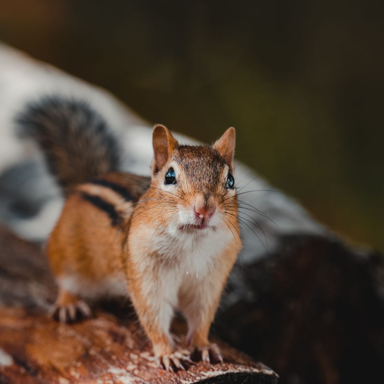Topical Medications in Wildlife Rehabilitation