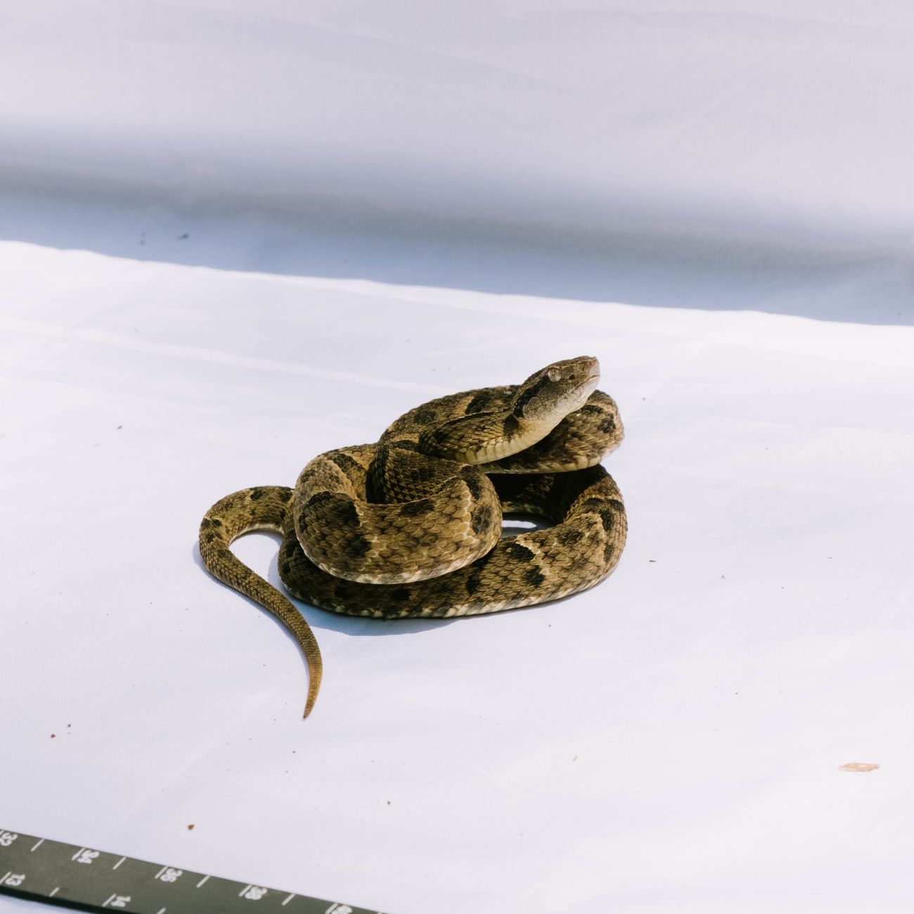 Monitoring Wildlife Patients for Medication Side Effects