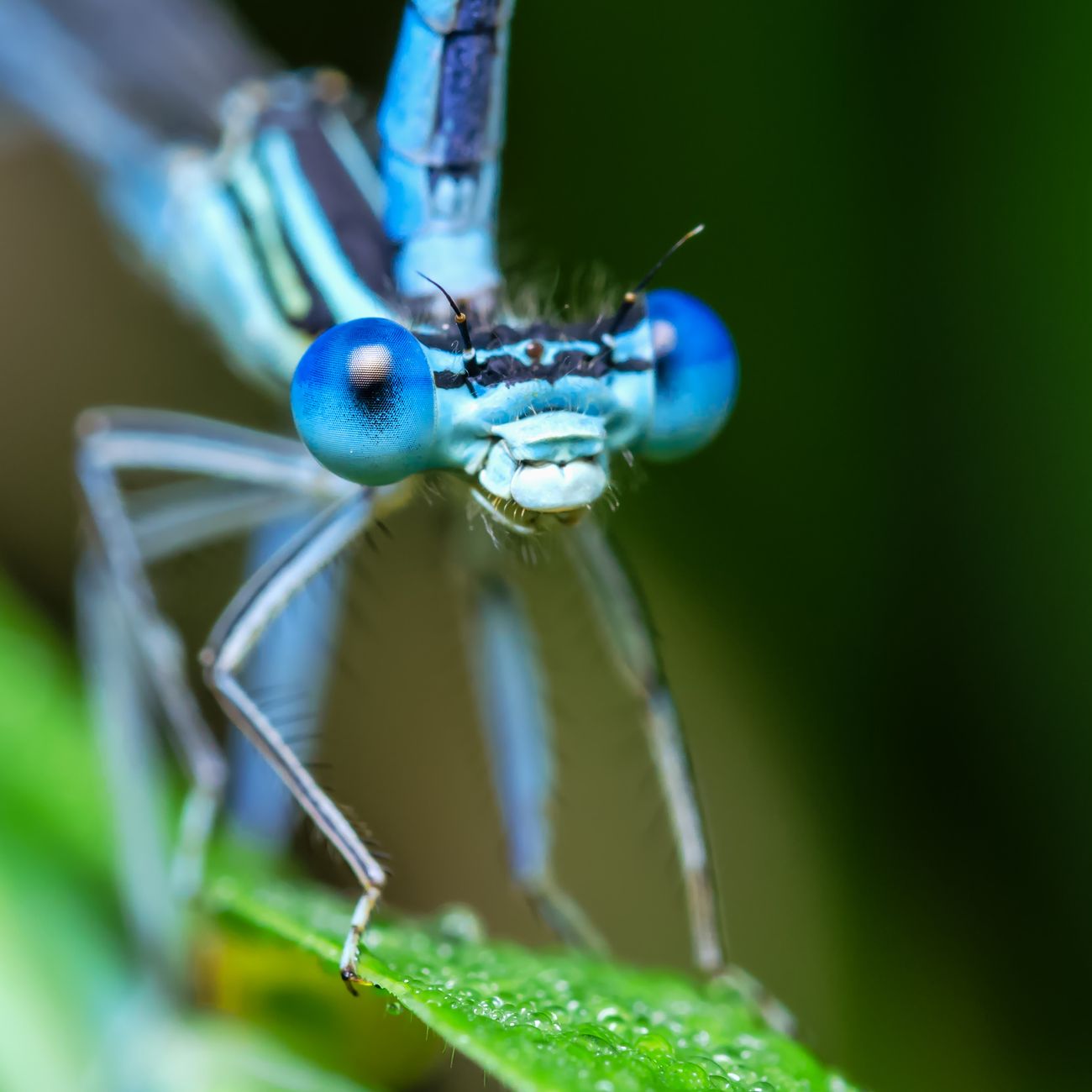 Insect Physiology and Biochemistry