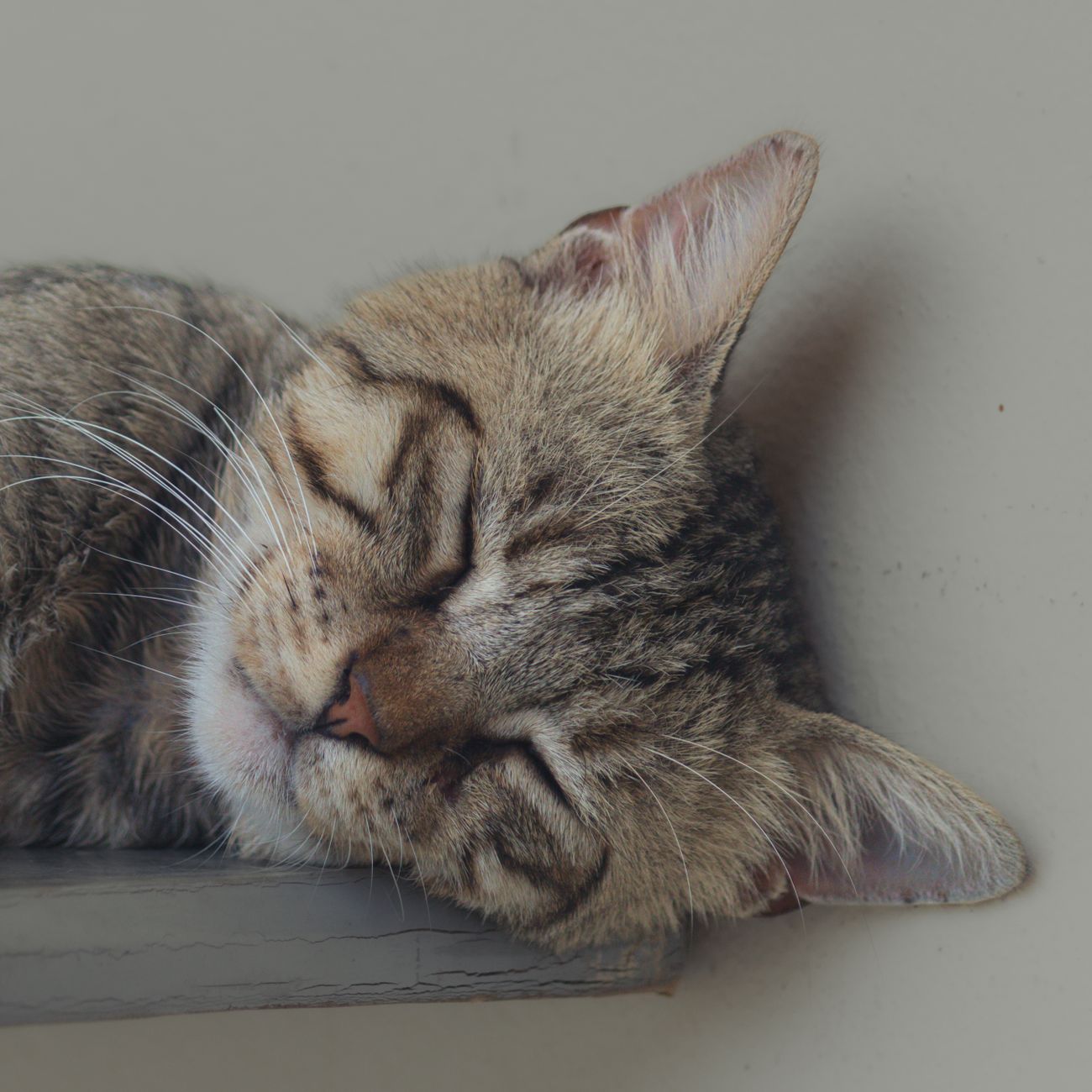 Budgeting and Forecasting in Veterinary Office