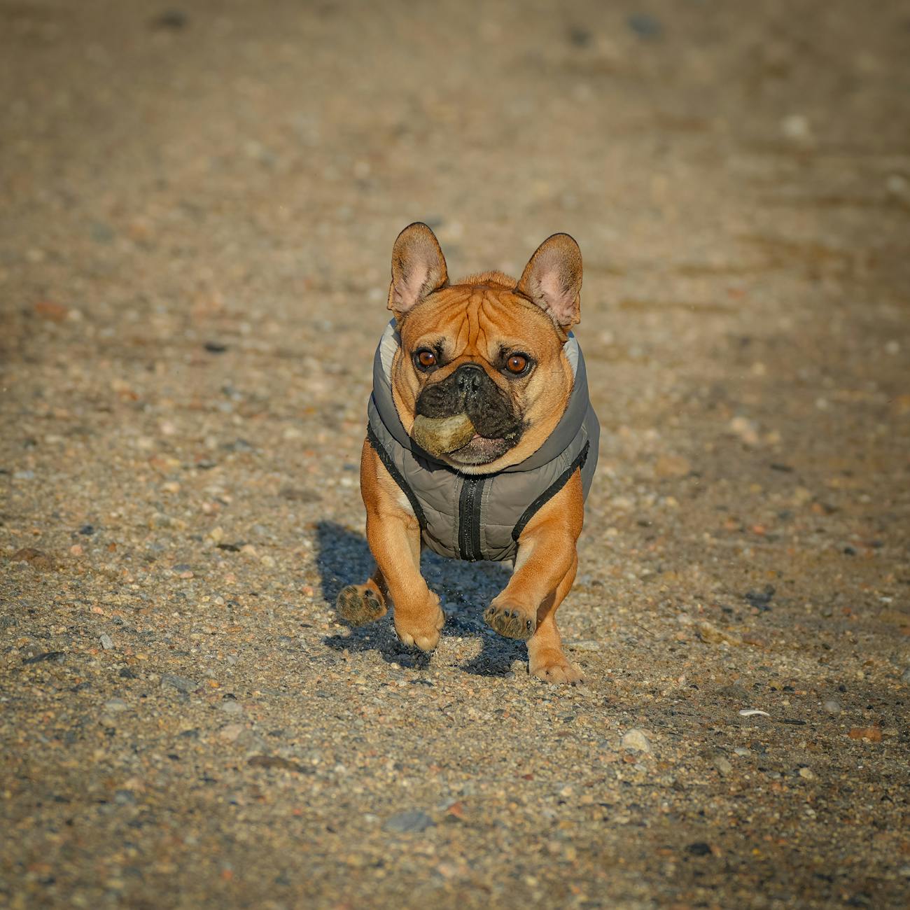 Exercise and Fitness for Pets