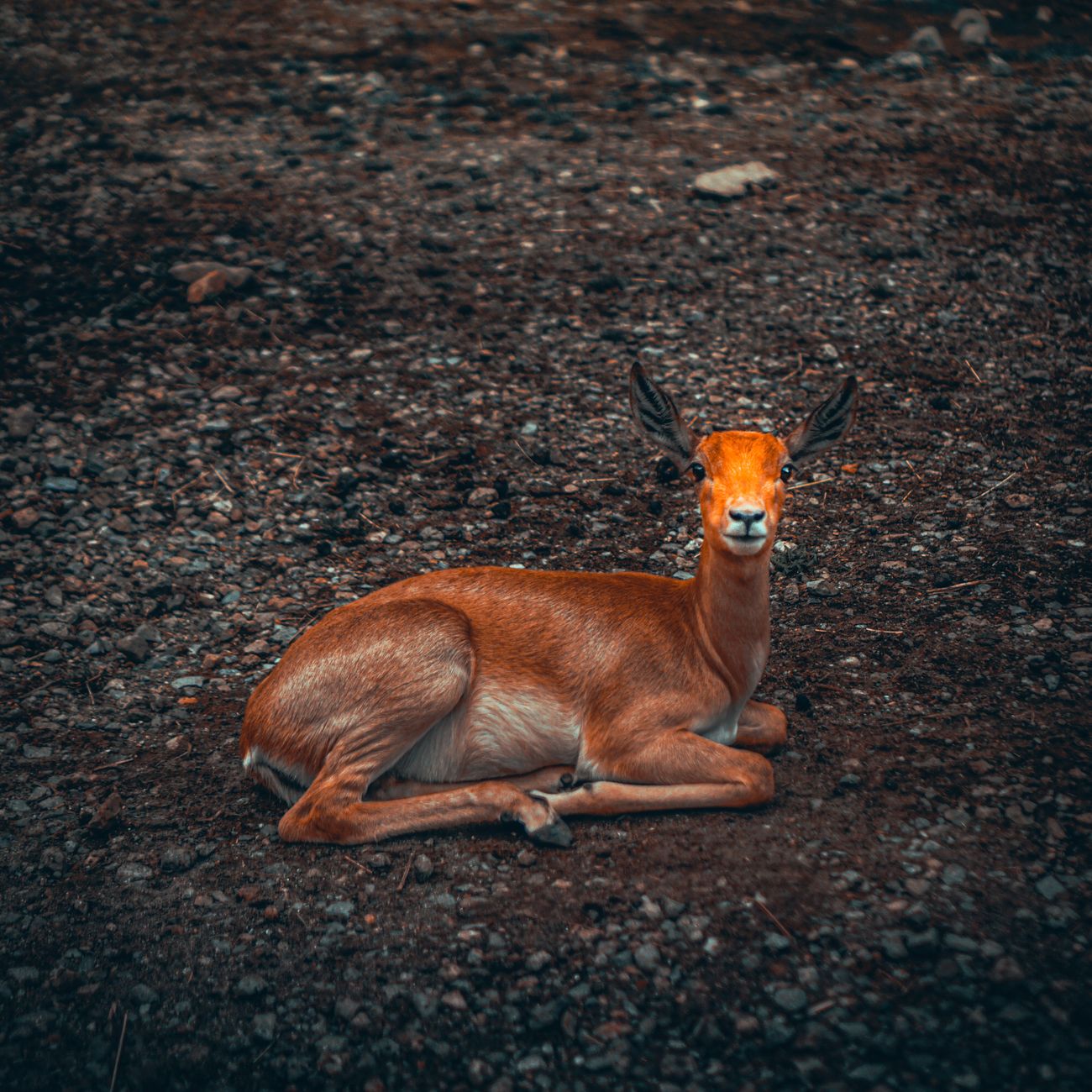 GIS and Remote Sensing Applications in Wildlife Conservation