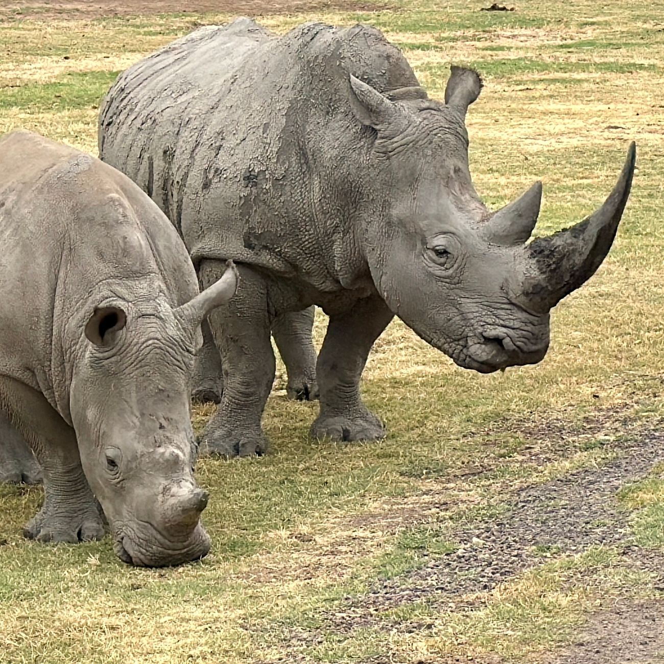 Ethics and Bias in AI for Wildlife Conservation