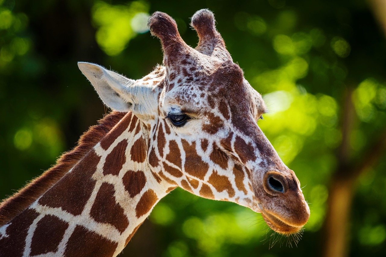 Wildlife Population Modeling with AI