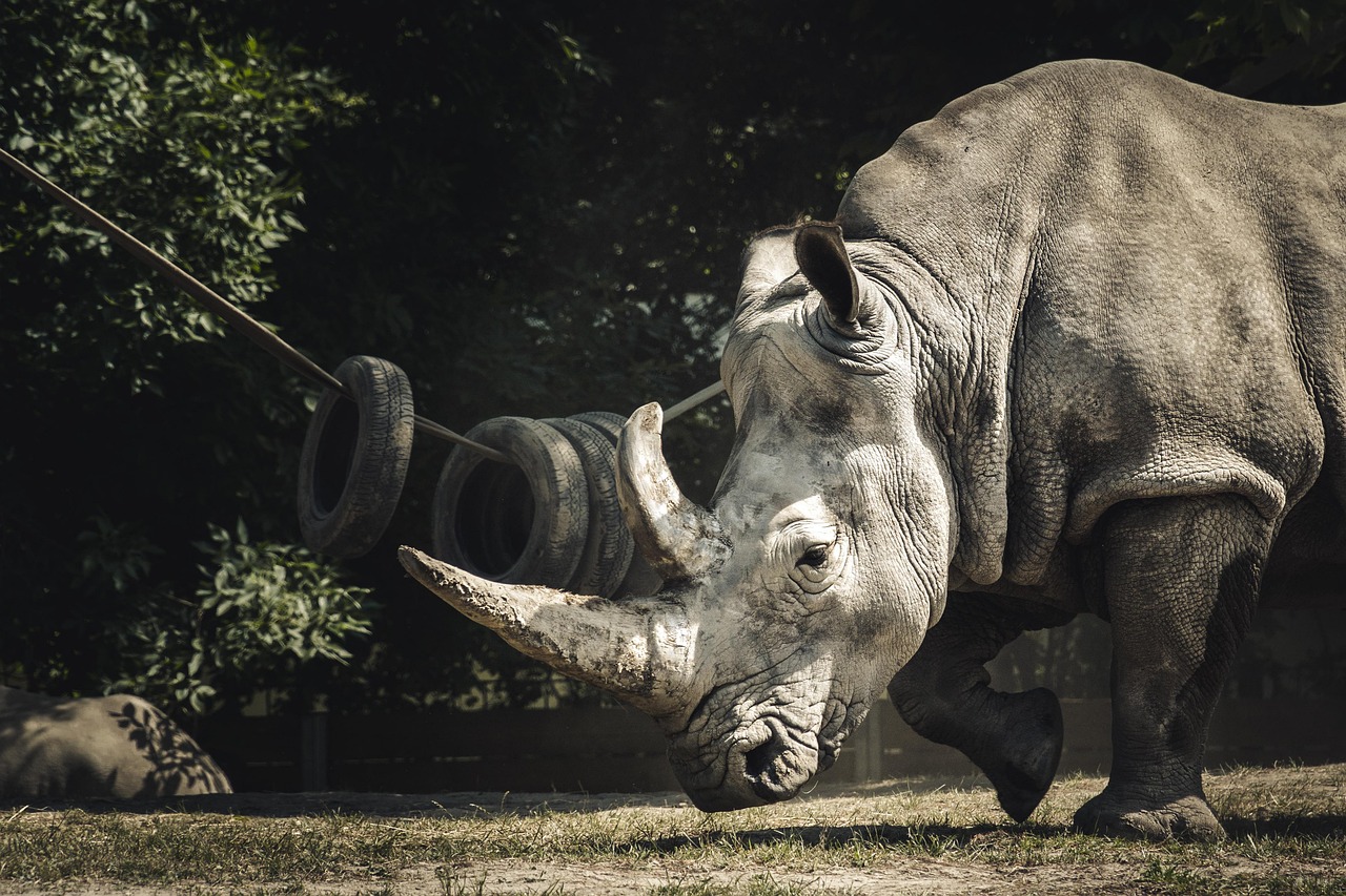 AI Tools for Threat Detection in Wildlife Conservation