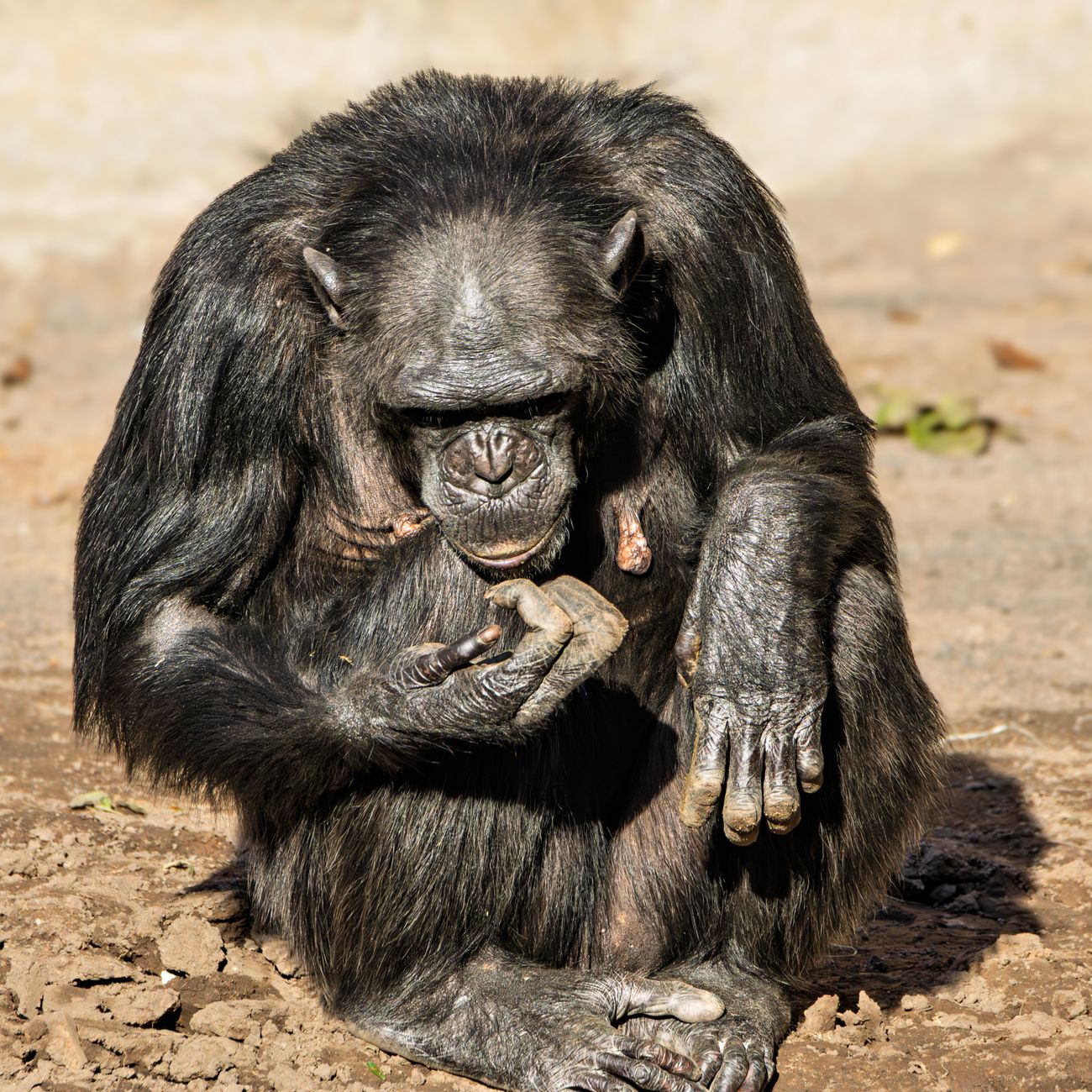 Reproductive Strategies in Primates