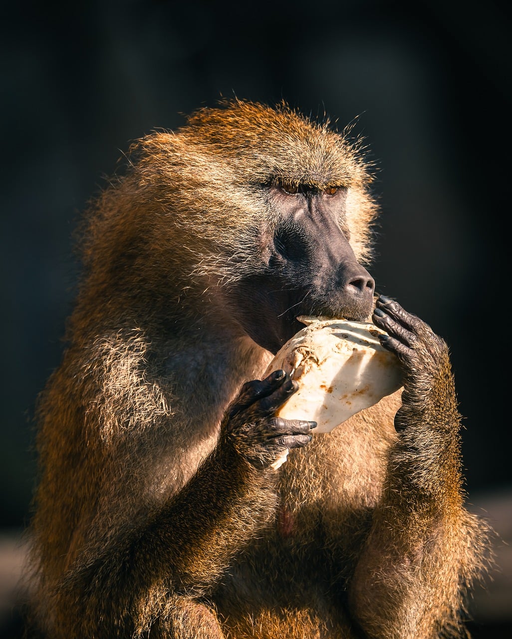 Neurobiology of Primate Behavior