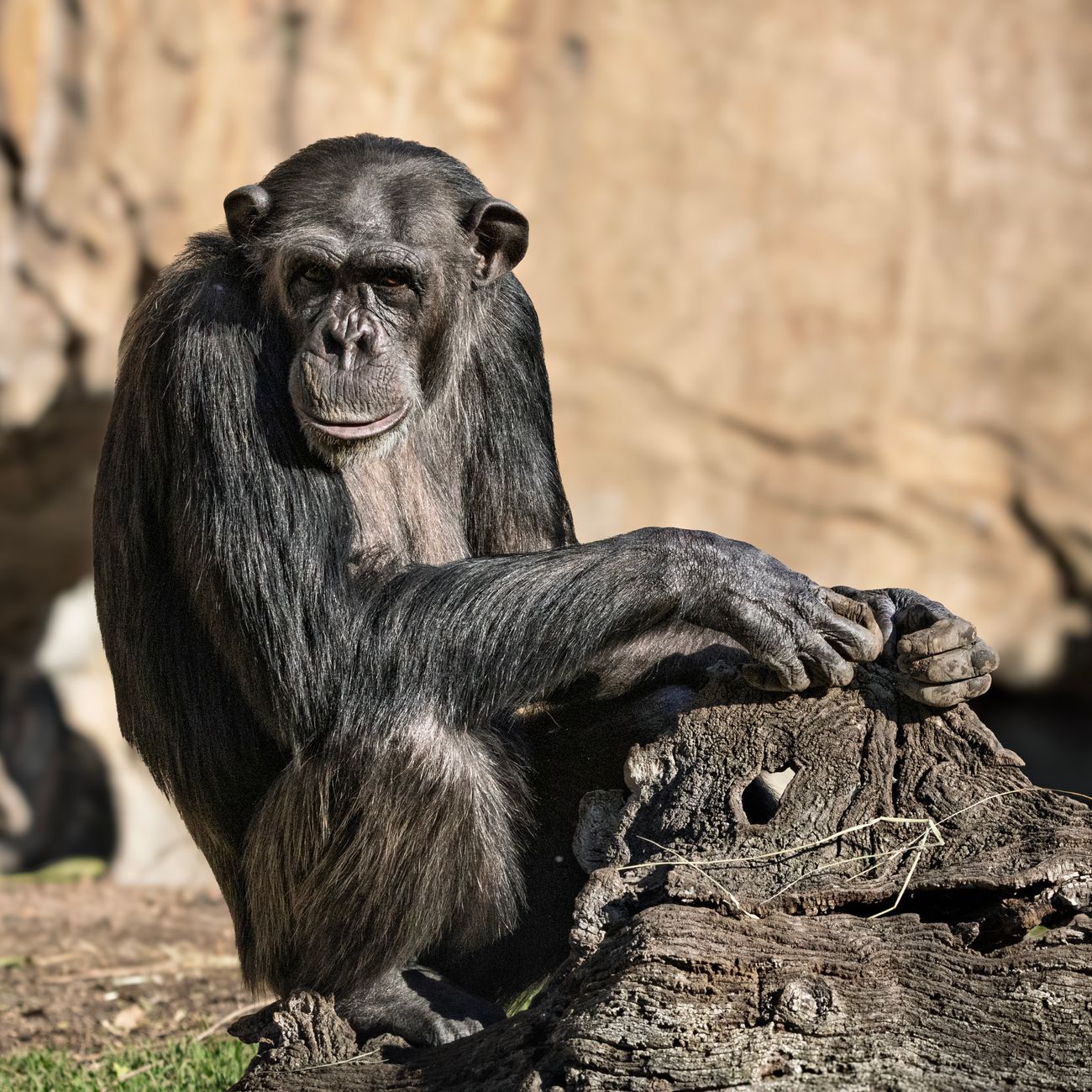 Human-Primate Interactions