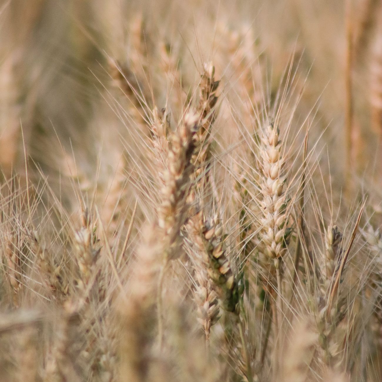 Technical Analysis for Commodities
