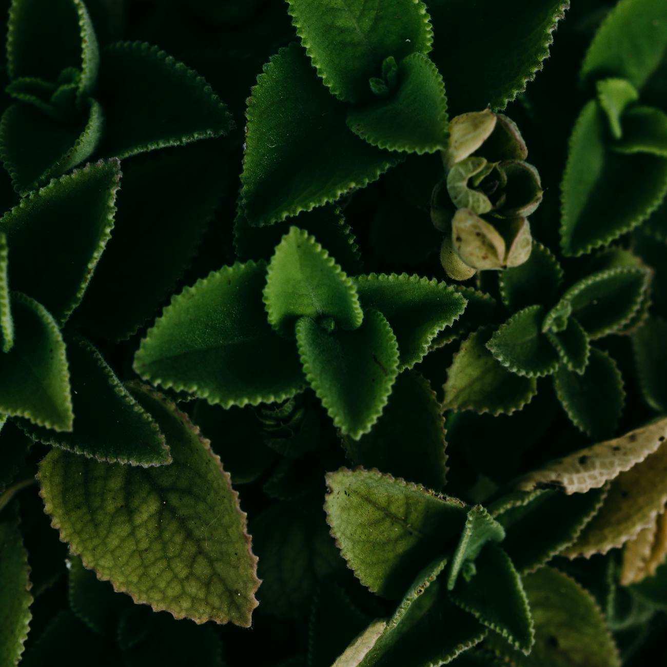 Plants and Their Therapeutic Properties