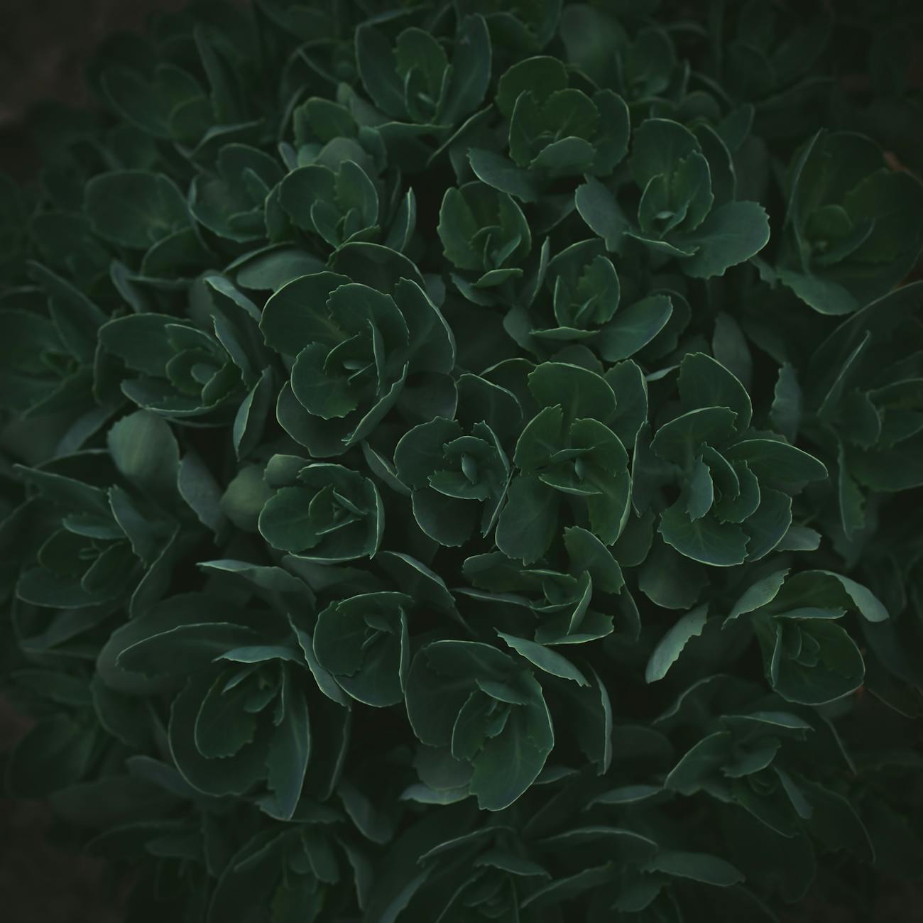 Client-Centered Approaches in Horticultural Therapy