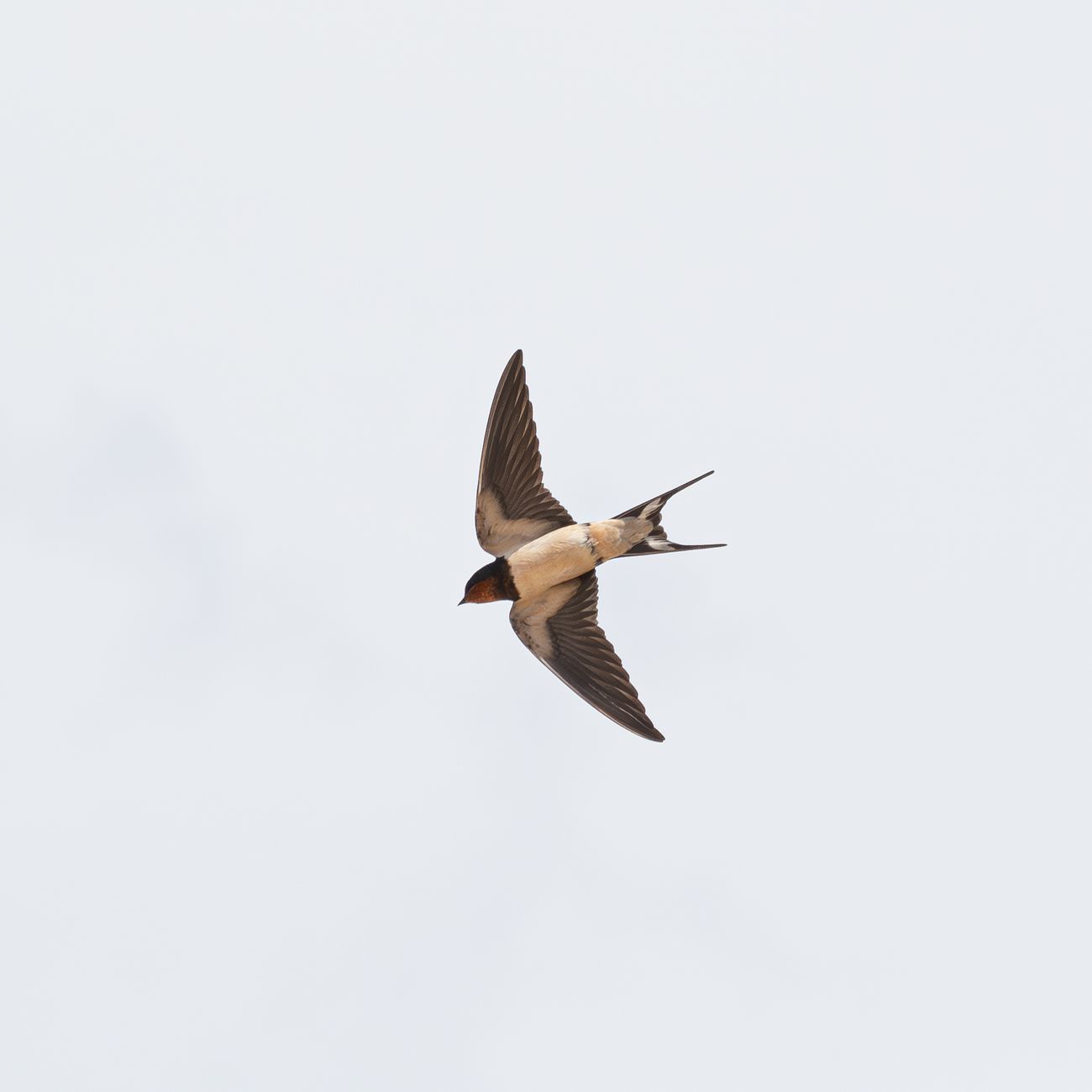 Feeding and Swallowing Disorders in Pediatric Rehabilitation Medicine