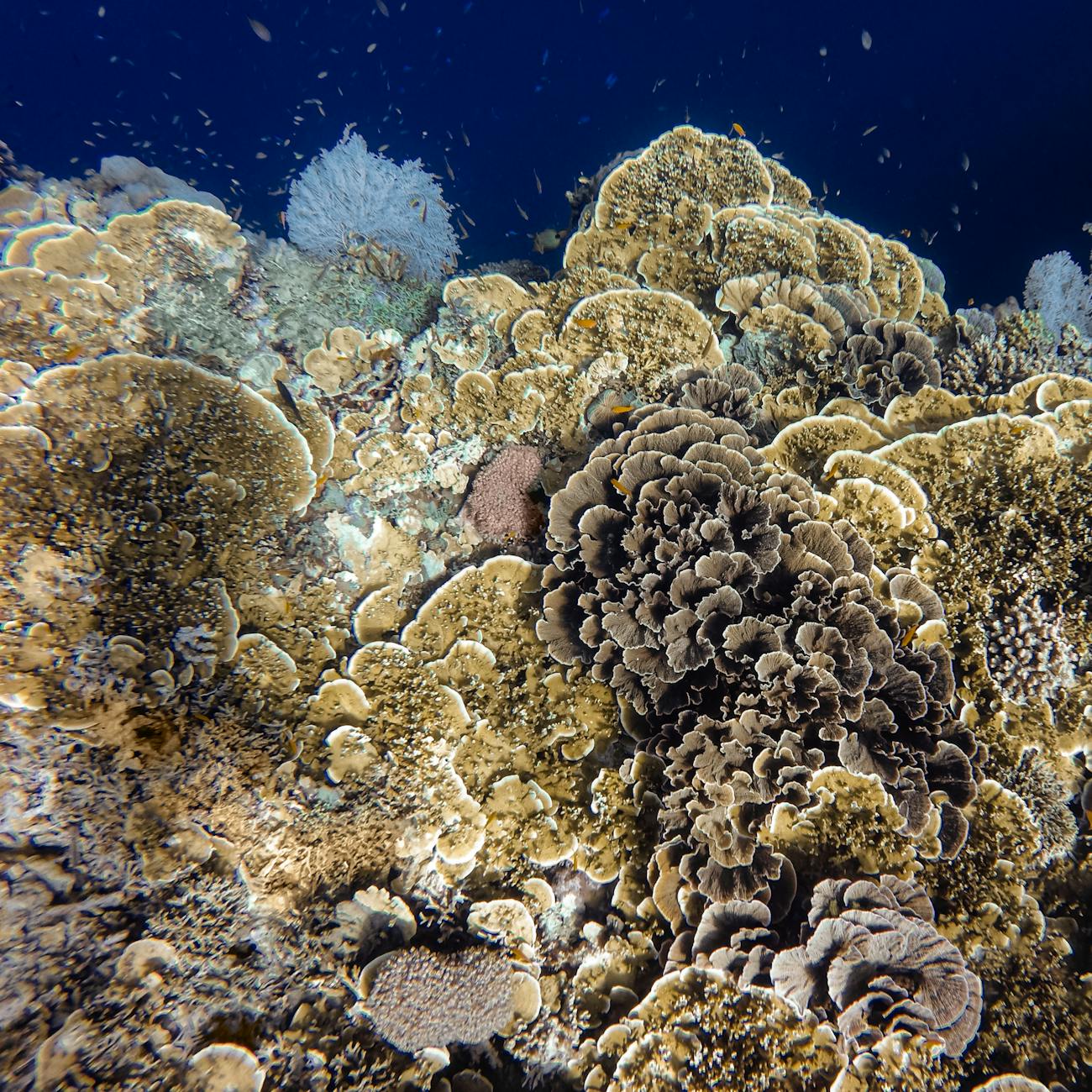 Plankton Adaptations to Changing Environments