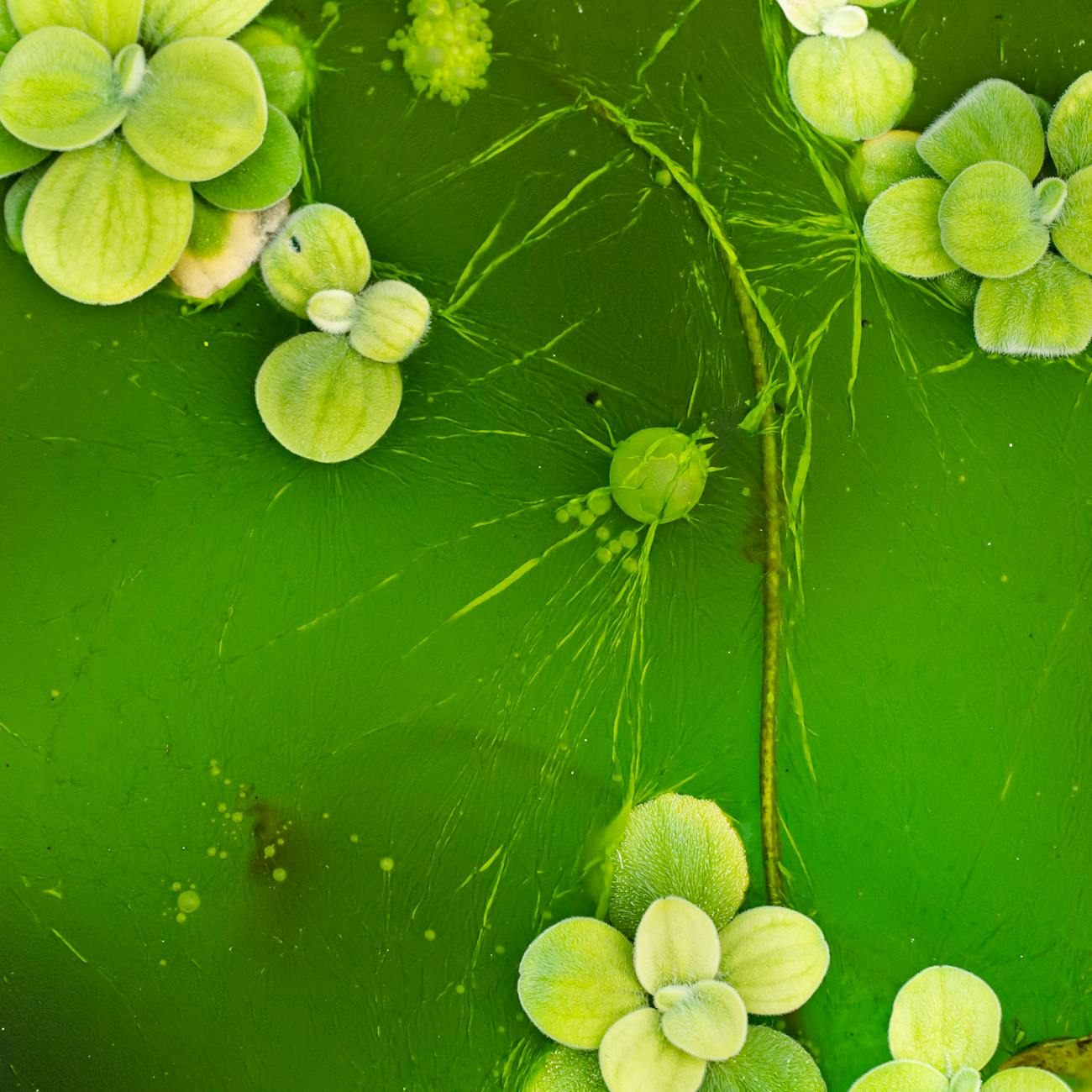 Planktonic Community Structure and Succession
