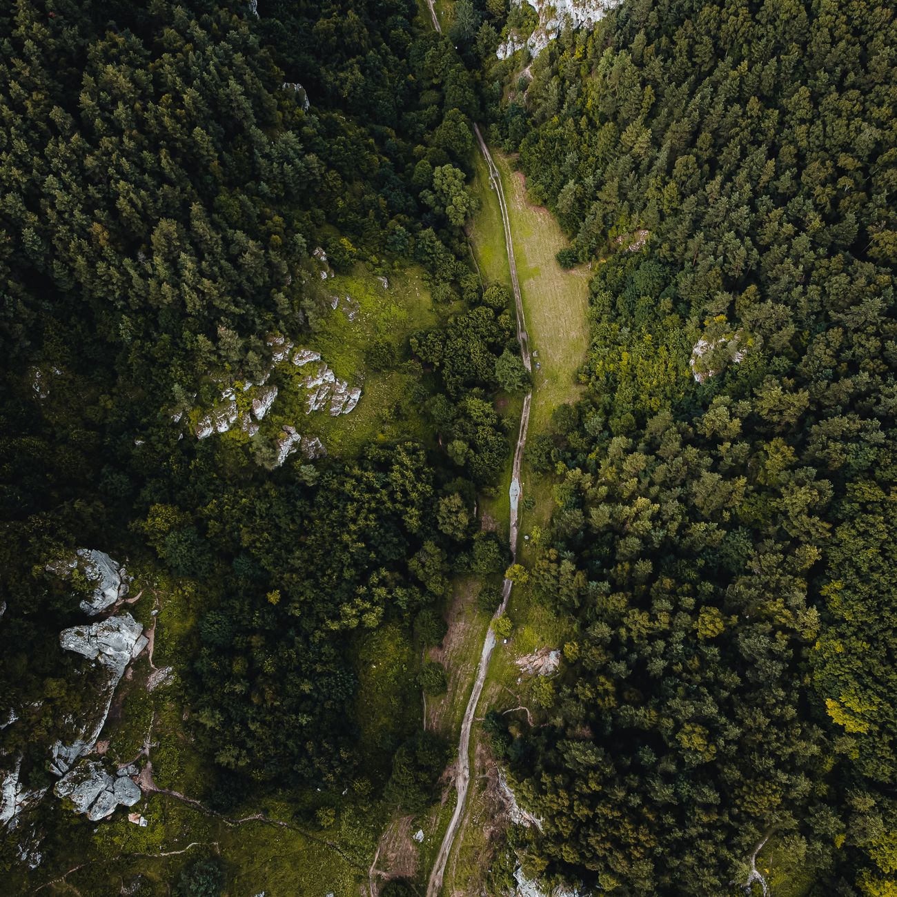 Ethical Considerations in AI for Biodiversity Conservation