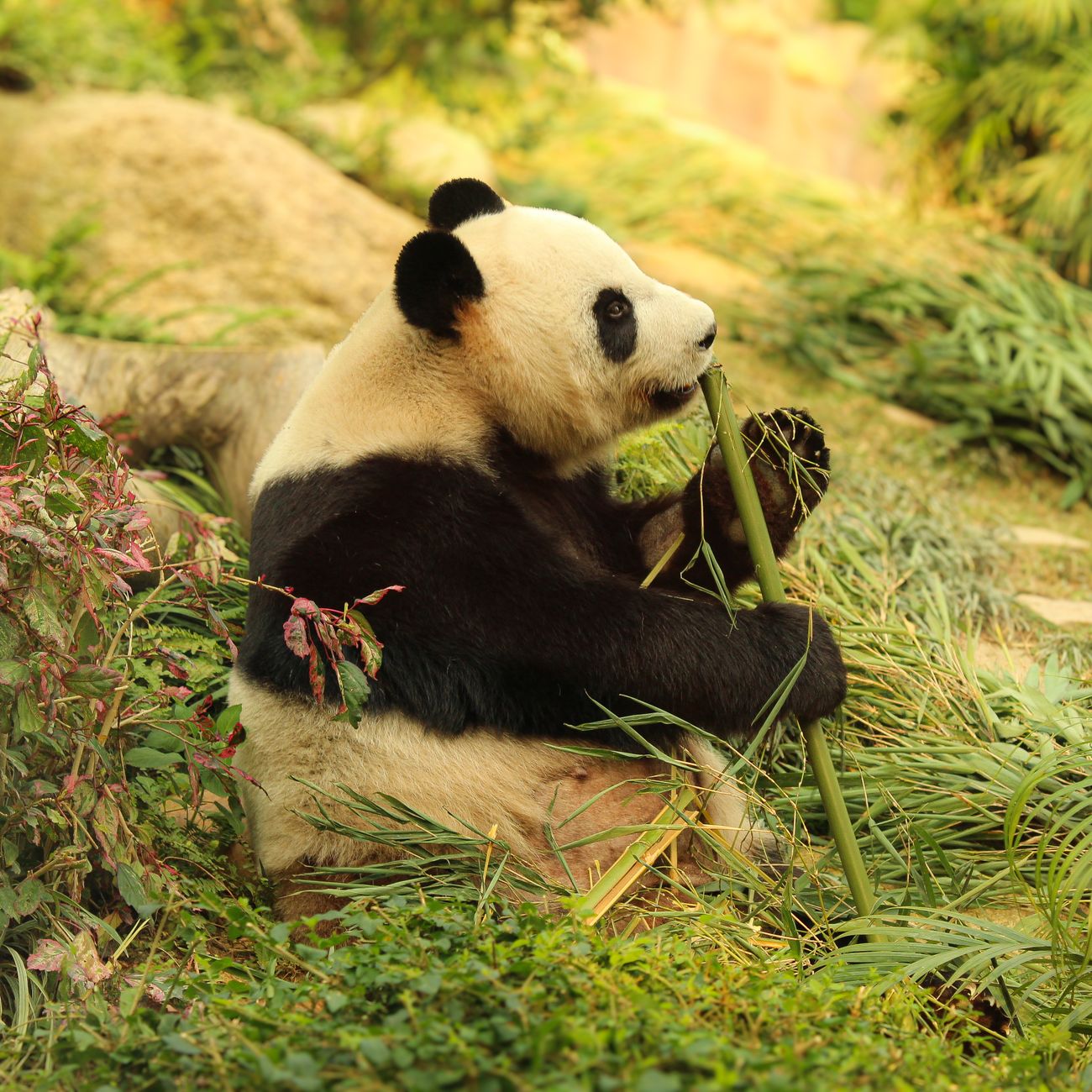 Natural Language Processing for Biodiversity Conservation