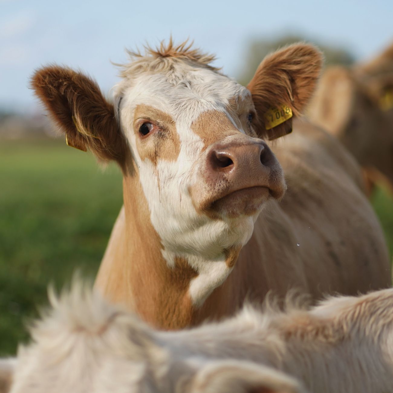 Livestock Integration in Regenerative Agriculture