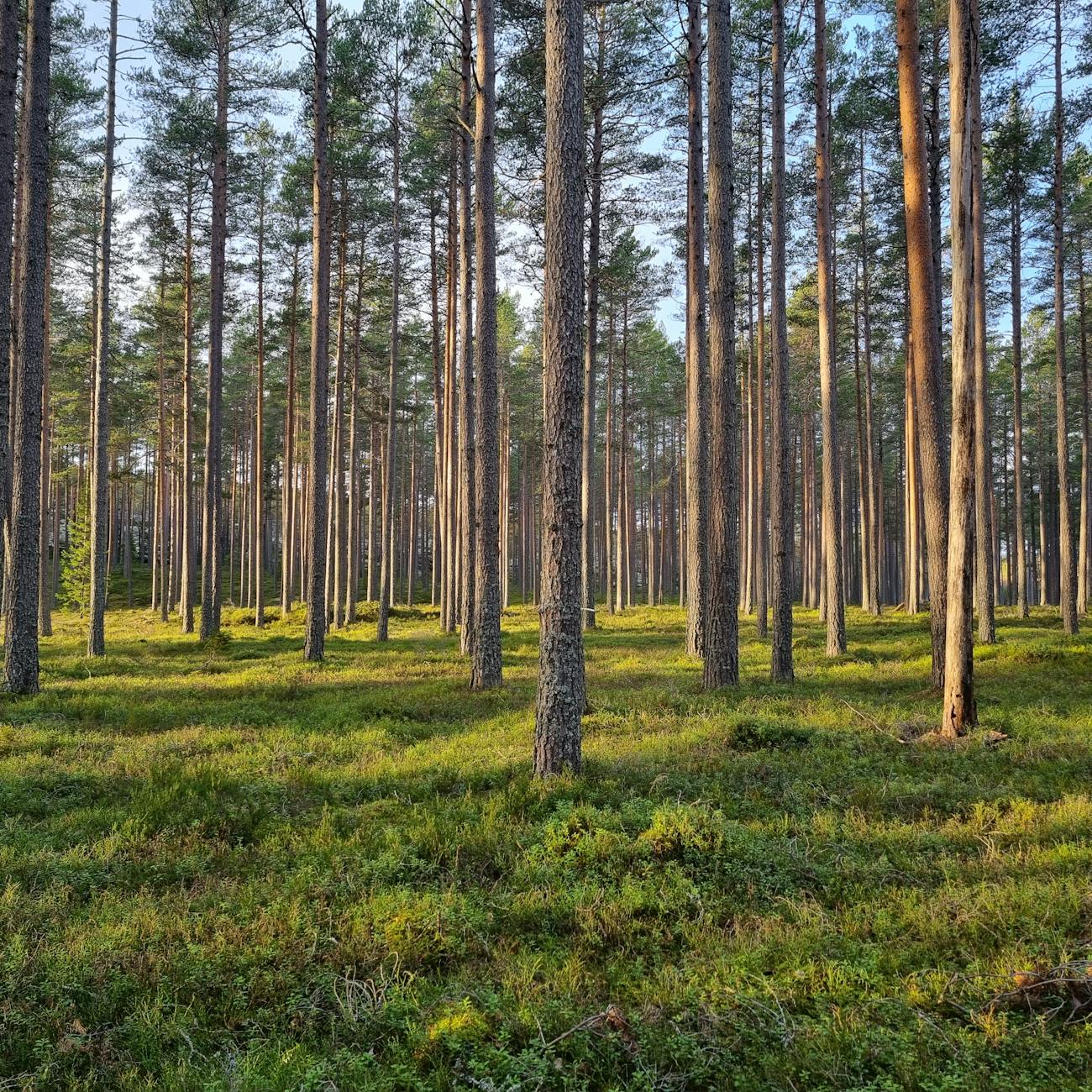 Agroforestry Techniques