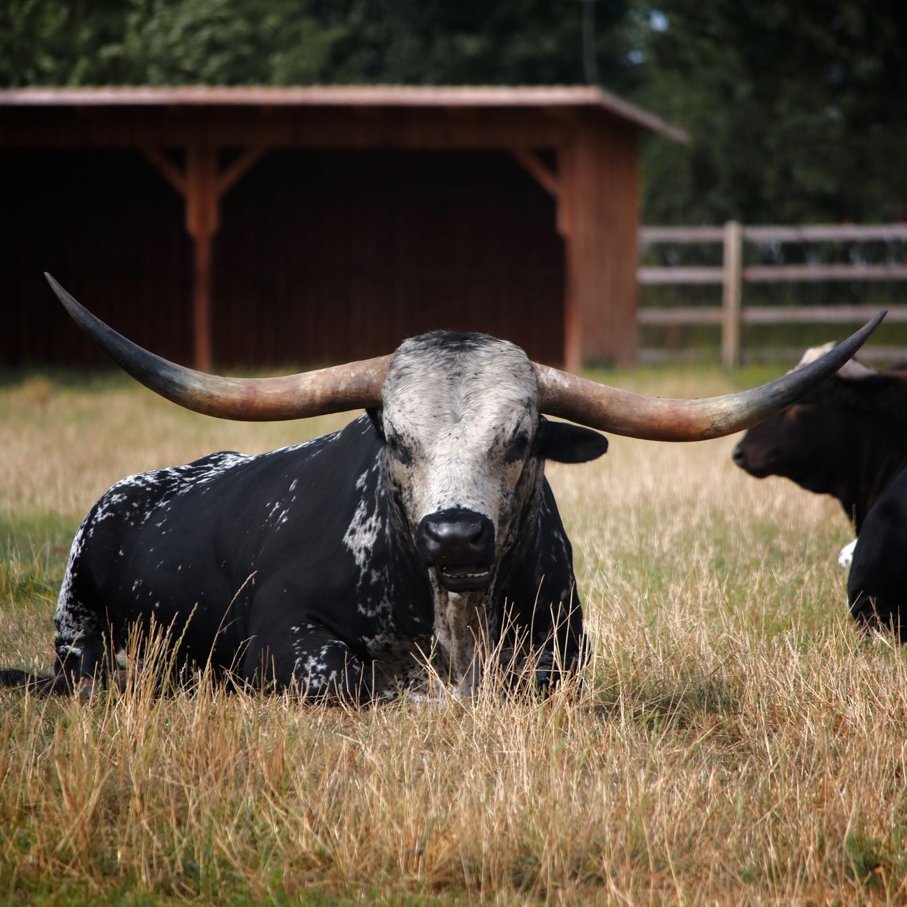 Advanced Breeding Strategies