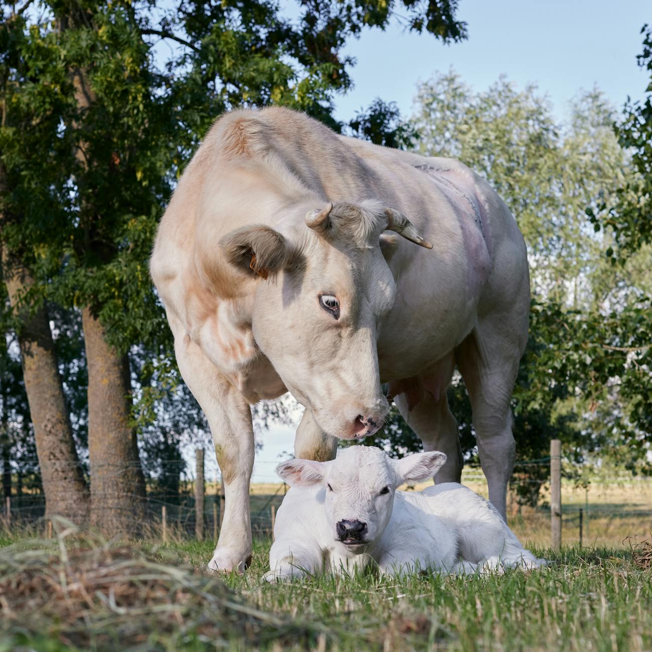 Genomic Breeding in Practice