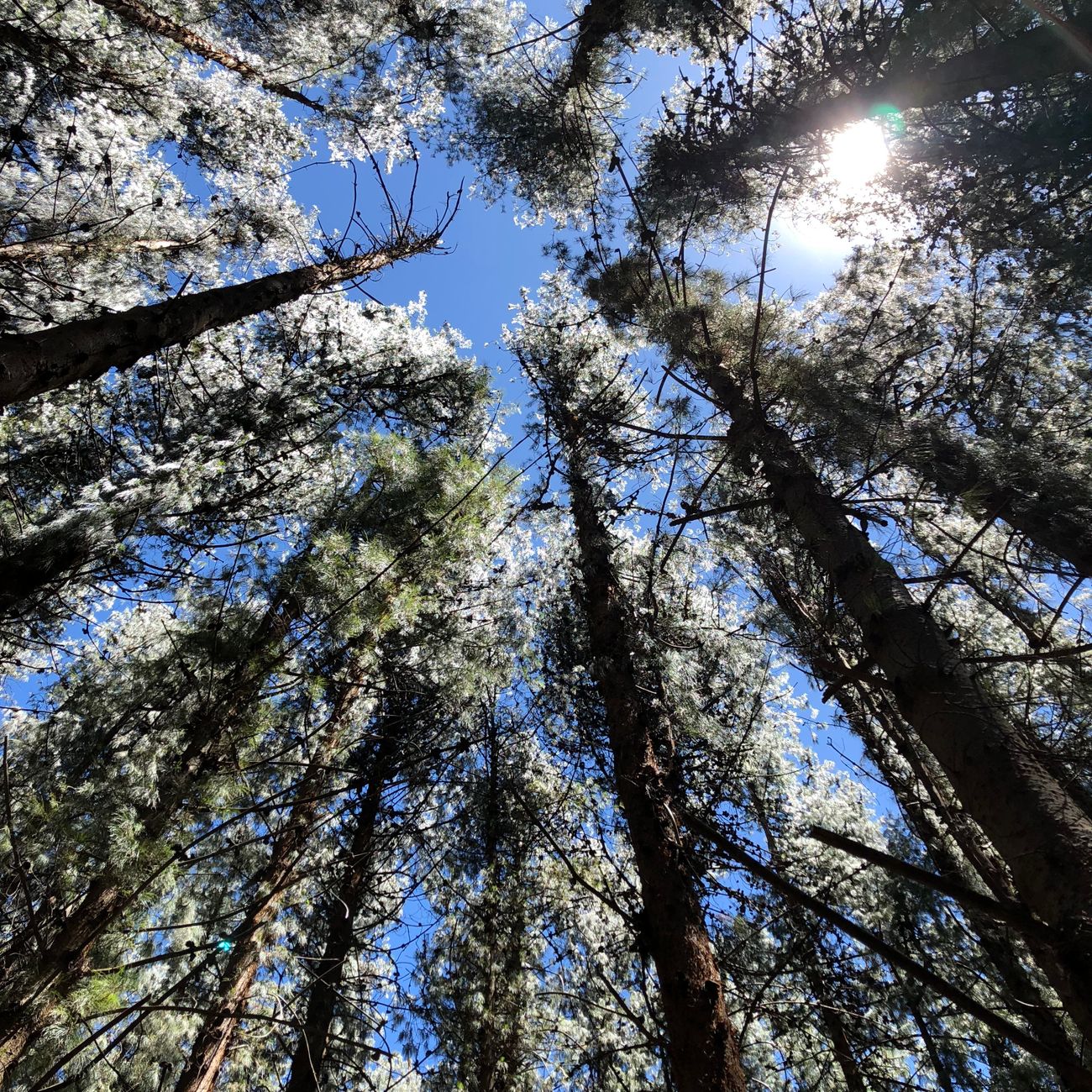 Risk Management in Forestry