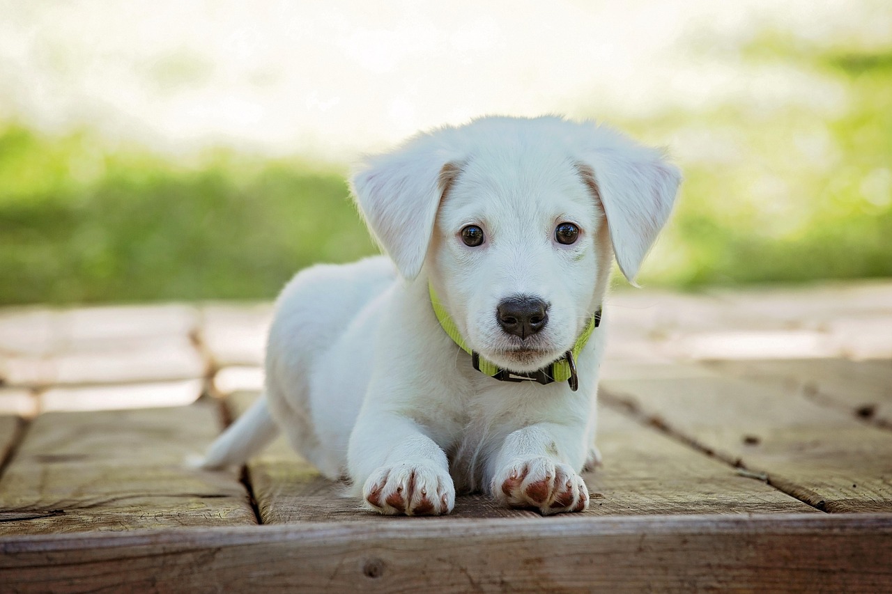 Diagnostics in Canine Acupuncture