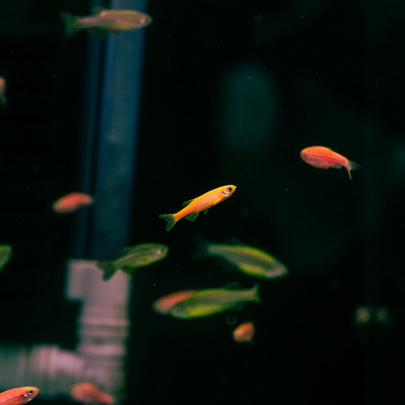Fish Health and Diseases