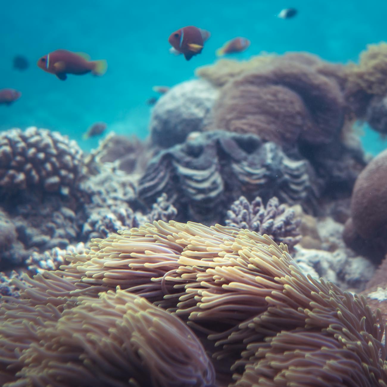 Coral Reef Biology