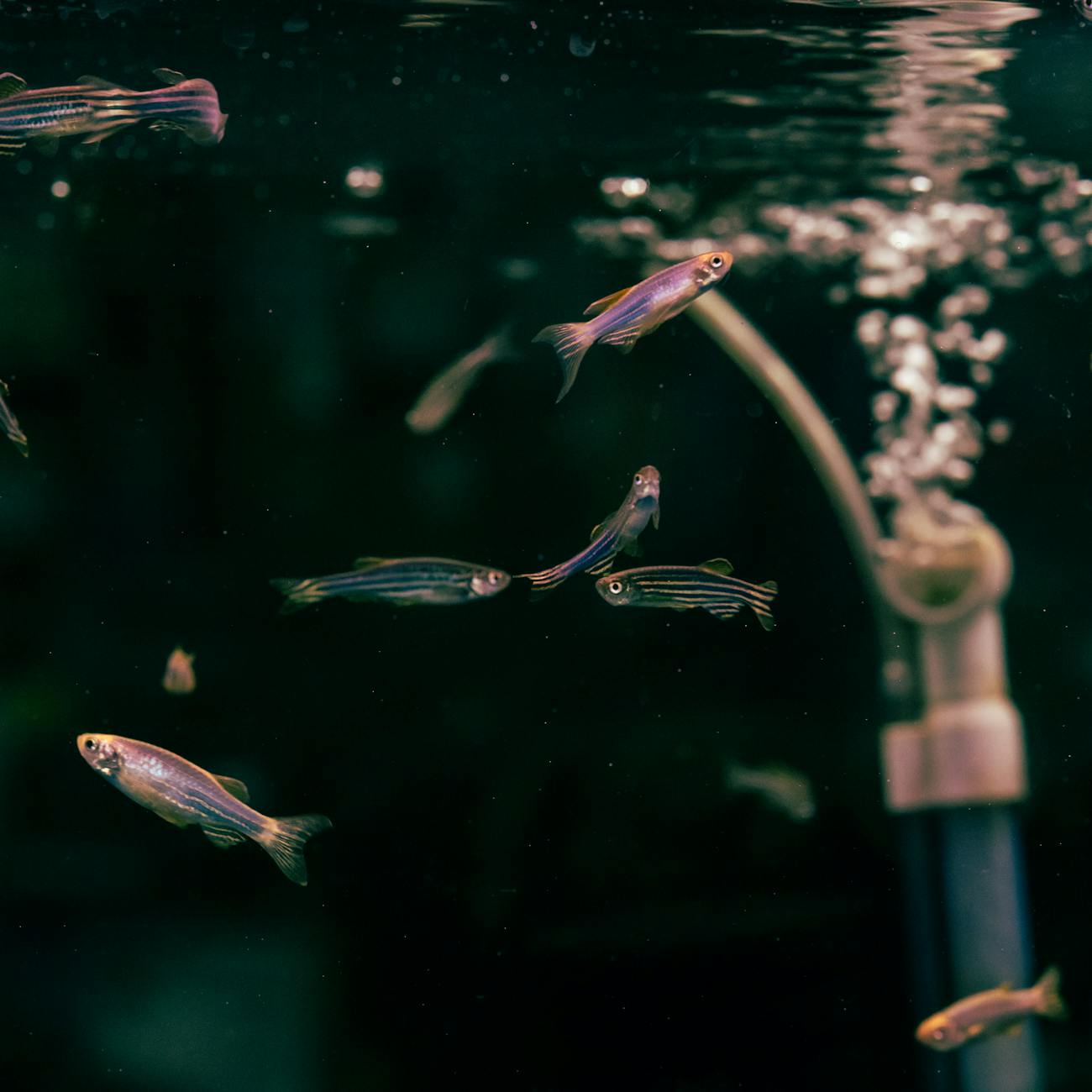 Aquarium Equipment and Technology